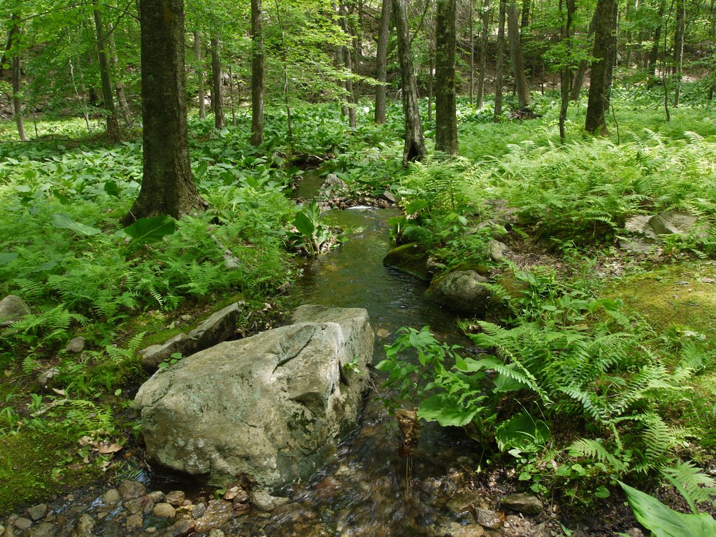 p1140500a.jpg