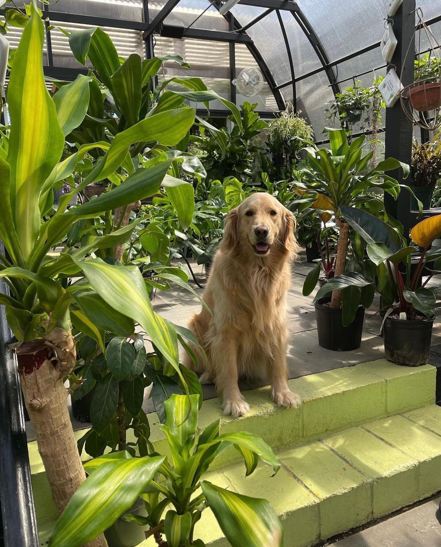 Looking to escape the winter cold in CT? Head on over to one of our local favorite family-owned shops &ndash; @reynoldsfarms⁠ 🪴🌷⁠
⁠
Founded in 1957, Reynolds Farm Nursery &amp; Garden Center has over 65 years of gardening knowledge &amp; experience