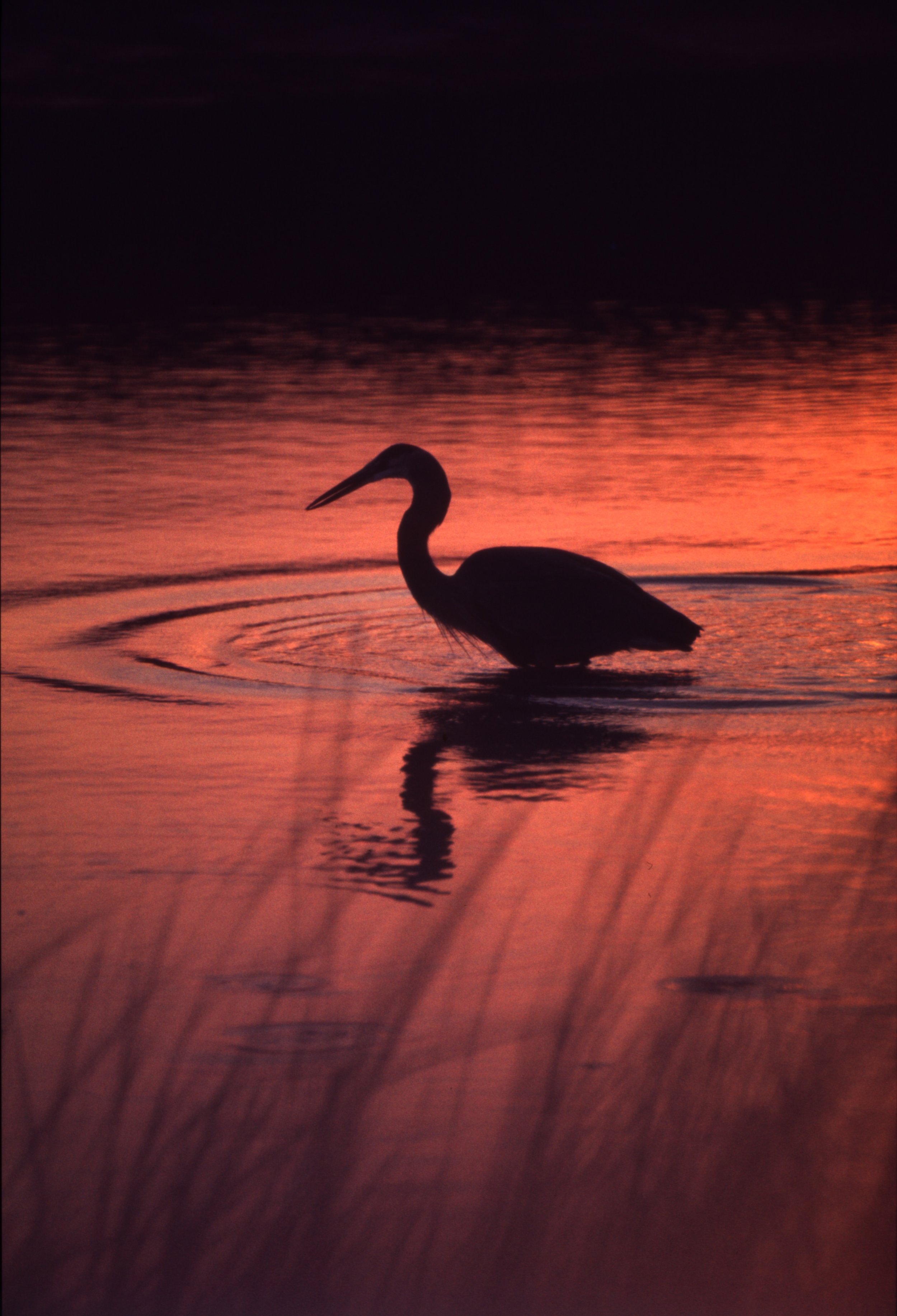Great-Blue-Heron-27-Owenoke Park.jpg