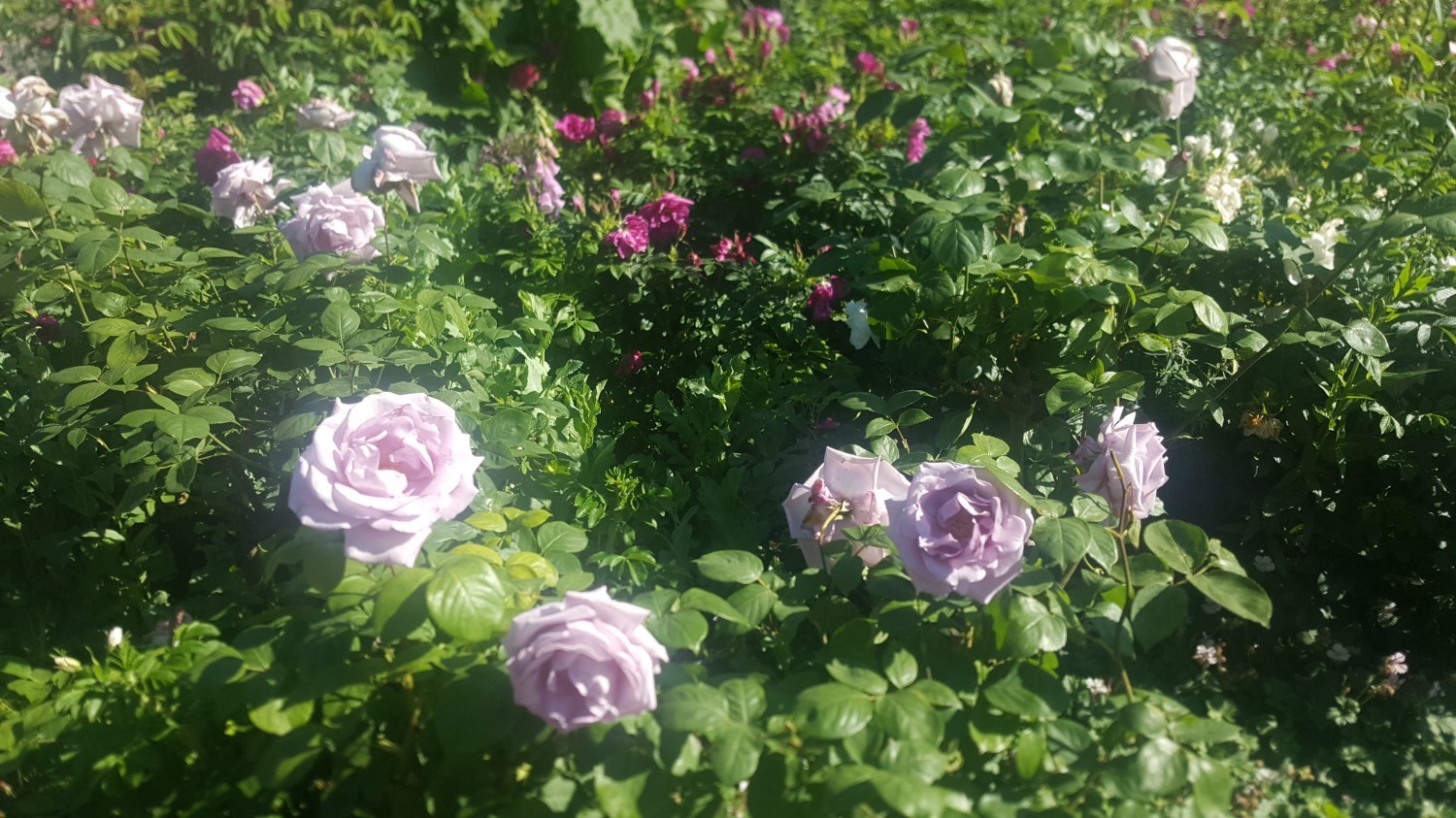 Flower Garden, Hyde Park, London
