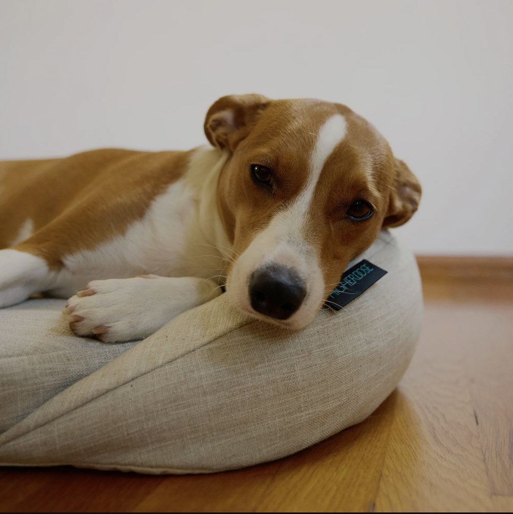 higher dose pemf pet bed.png