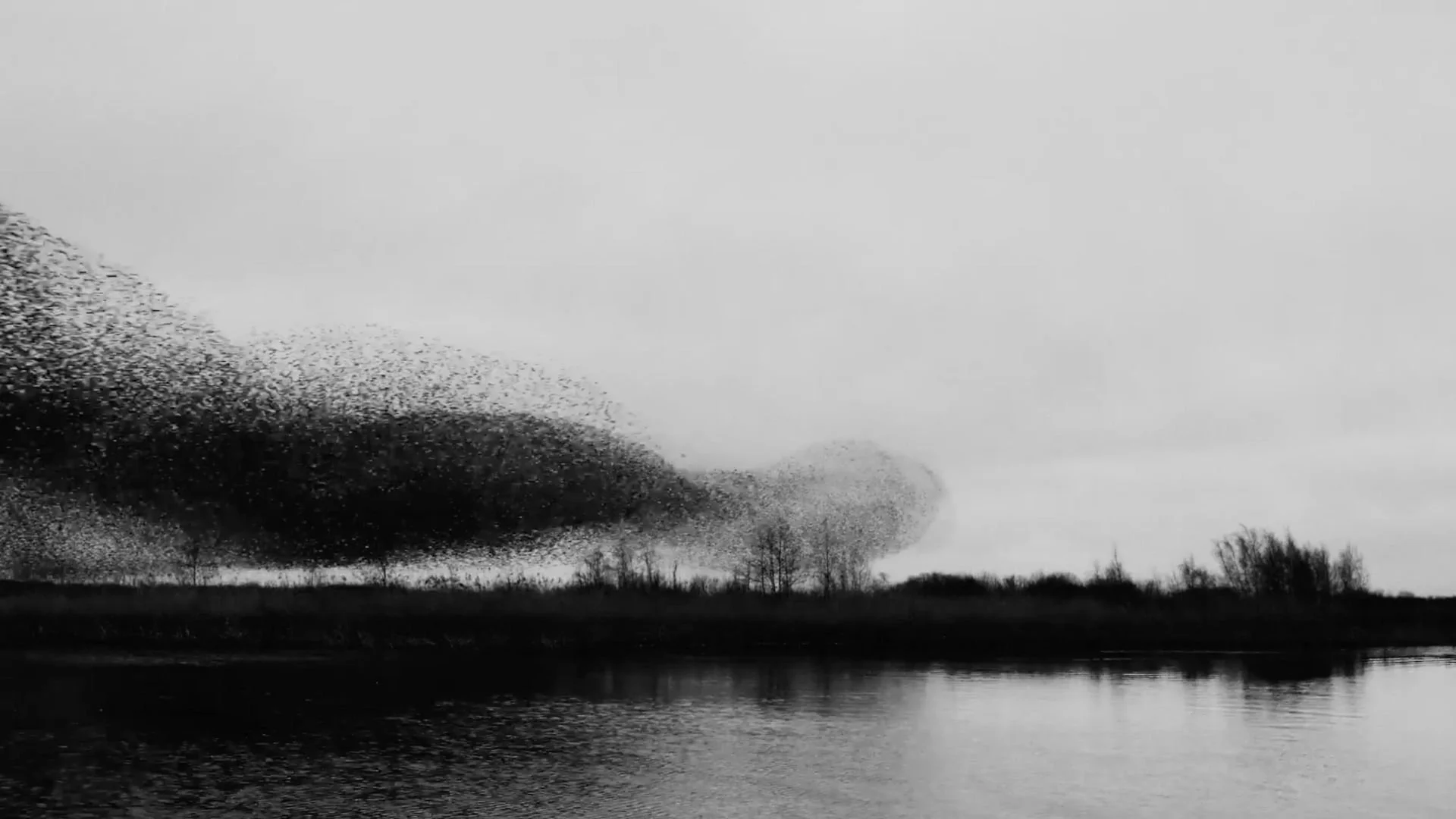 Murmuration fall back image.jpg