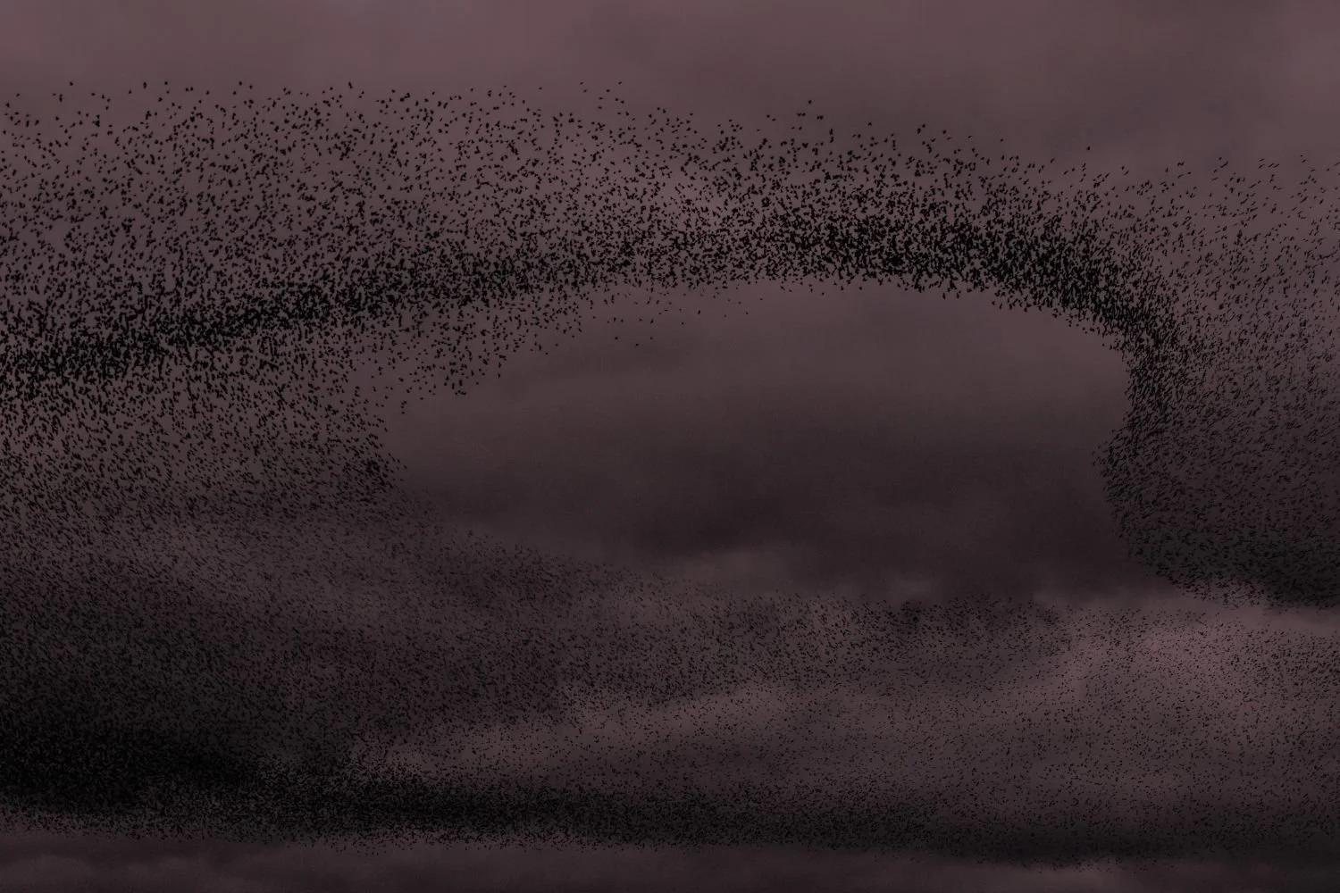 Murmuration Banner-color.jpg