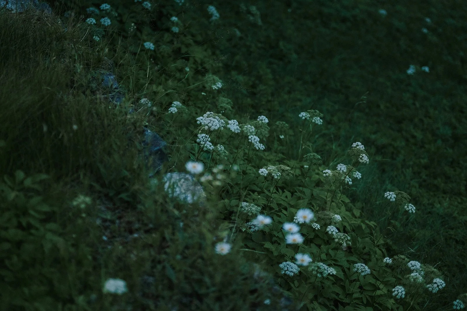 Manoir Davis Wedding - Annabelle Agnew Photography - 54.jpg