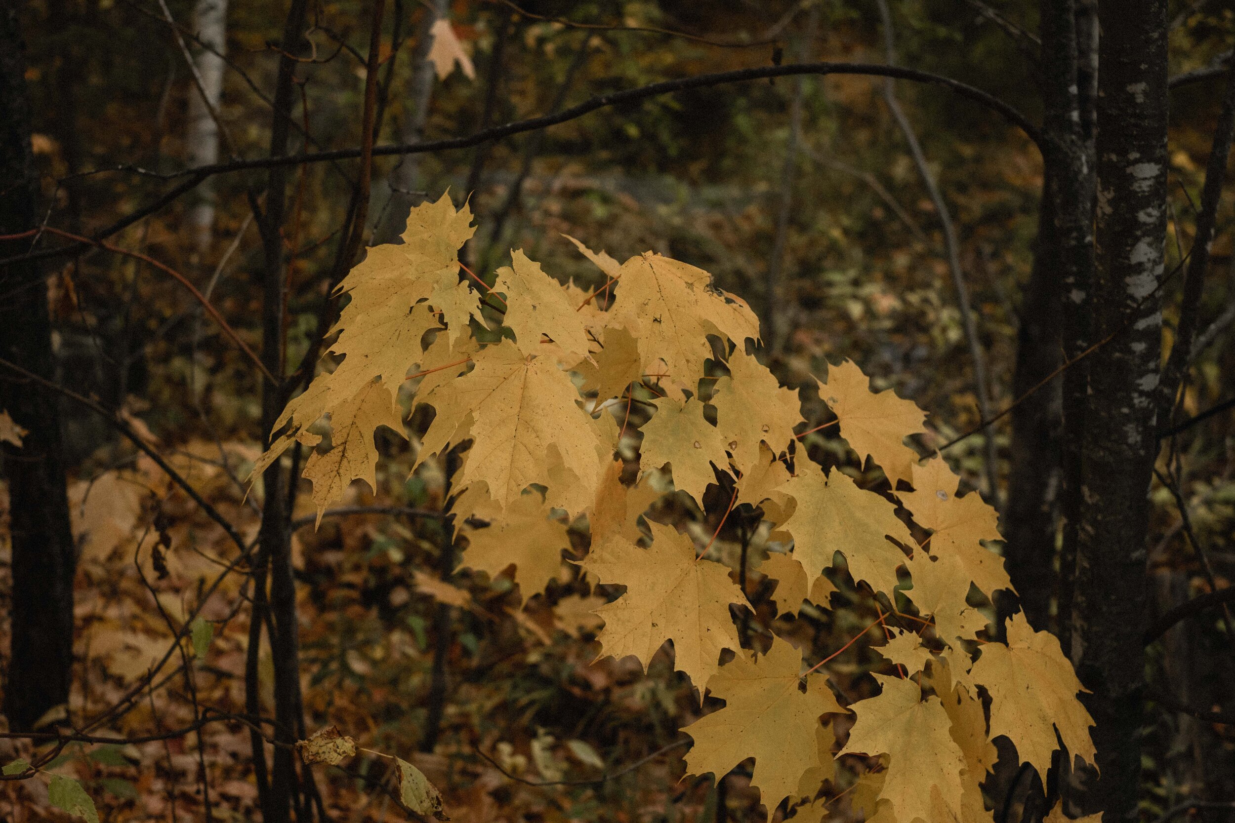 Fall Elopement in Quebec Laurentians-70.jpg