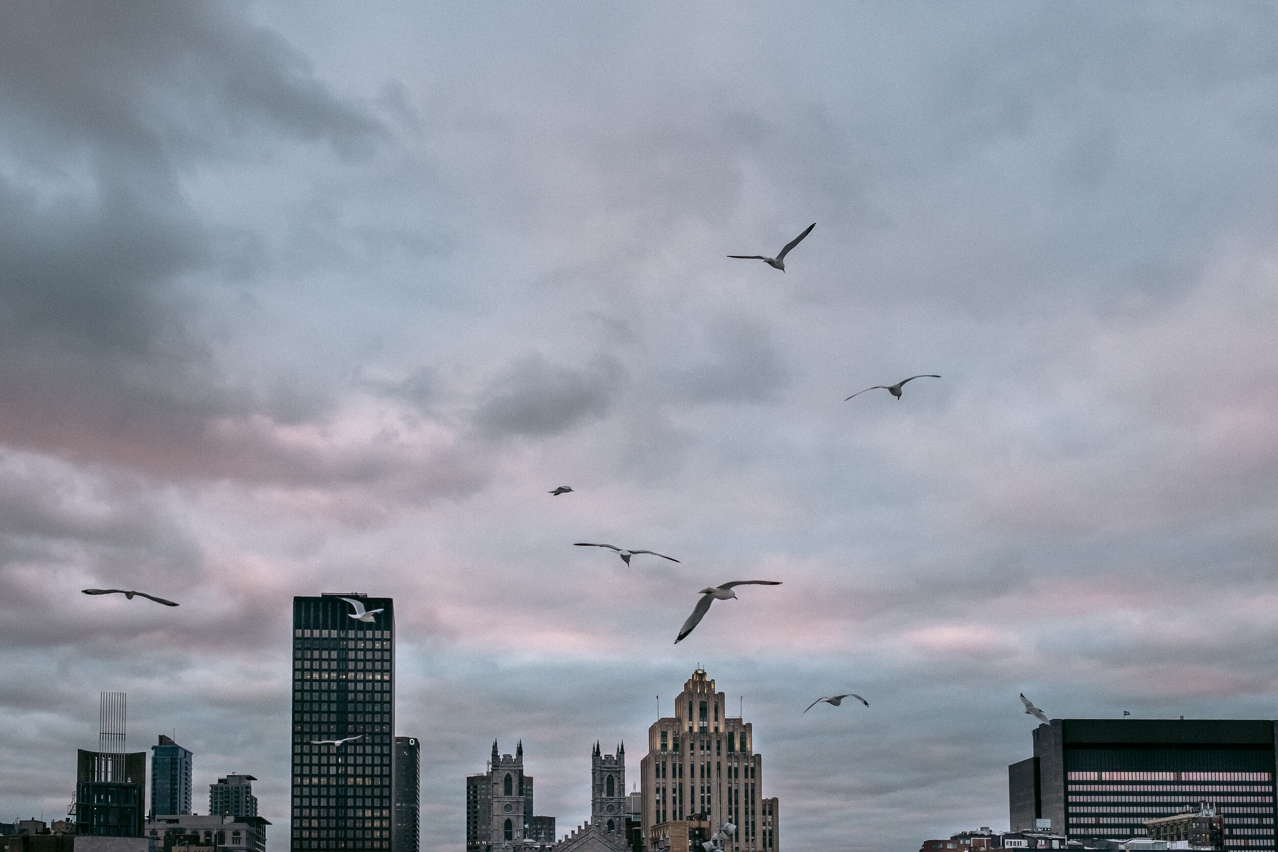 SKY SERIES SEAGULLS II 8x12-1.jpg