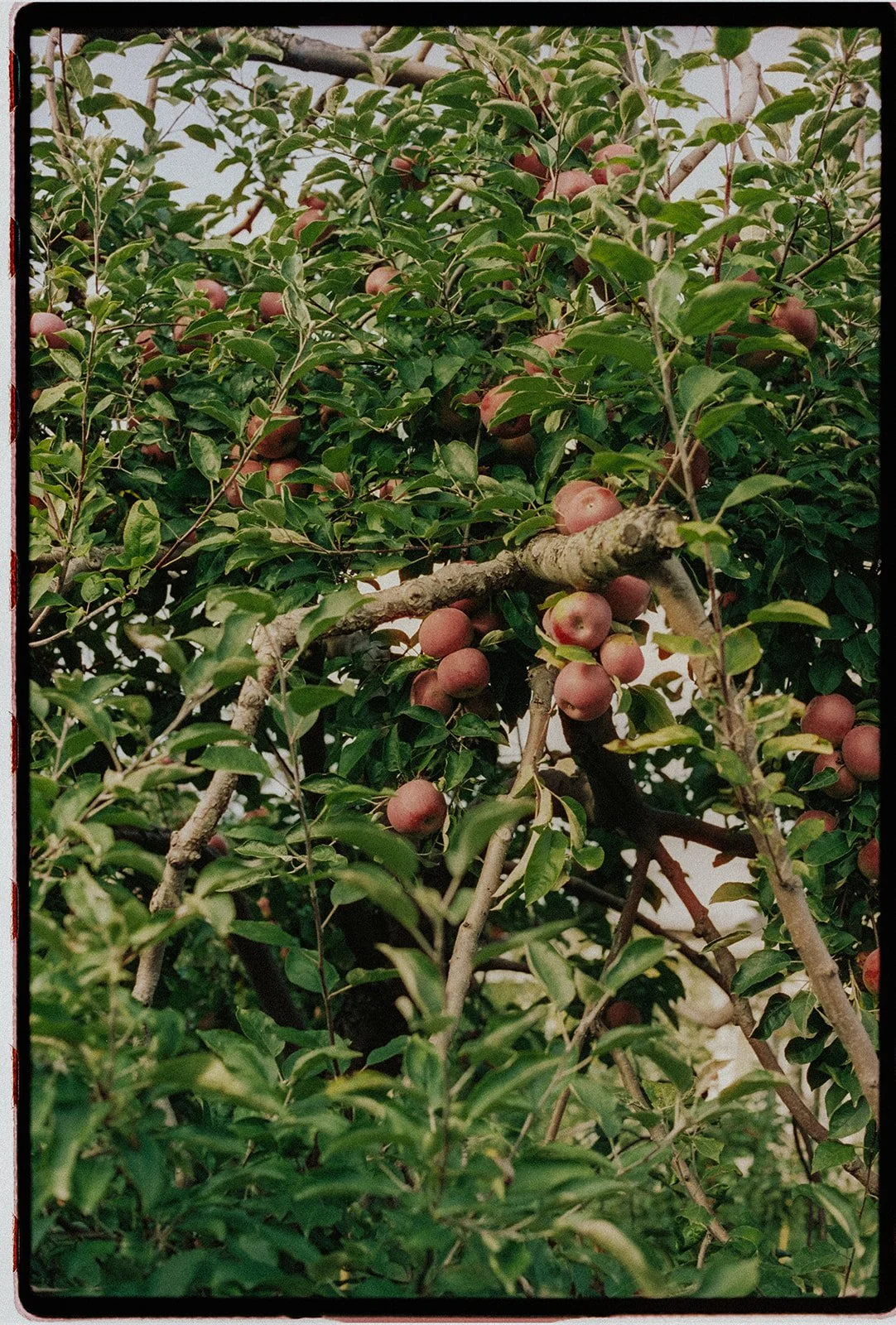 Film Photography Wedding Canada - 106.jpg