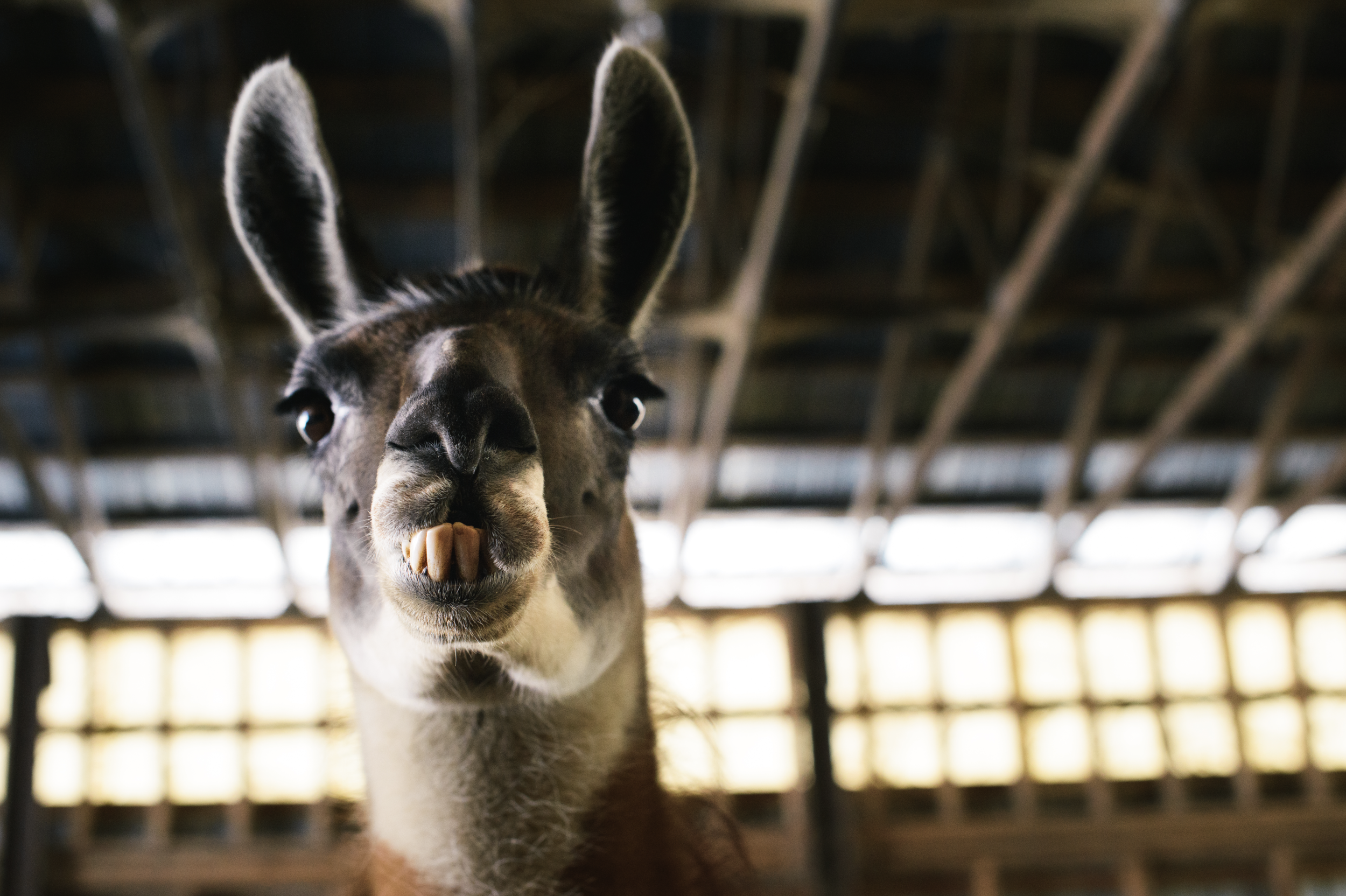 Screen Shot 2018-01-23 at 9.56.20 PM.png