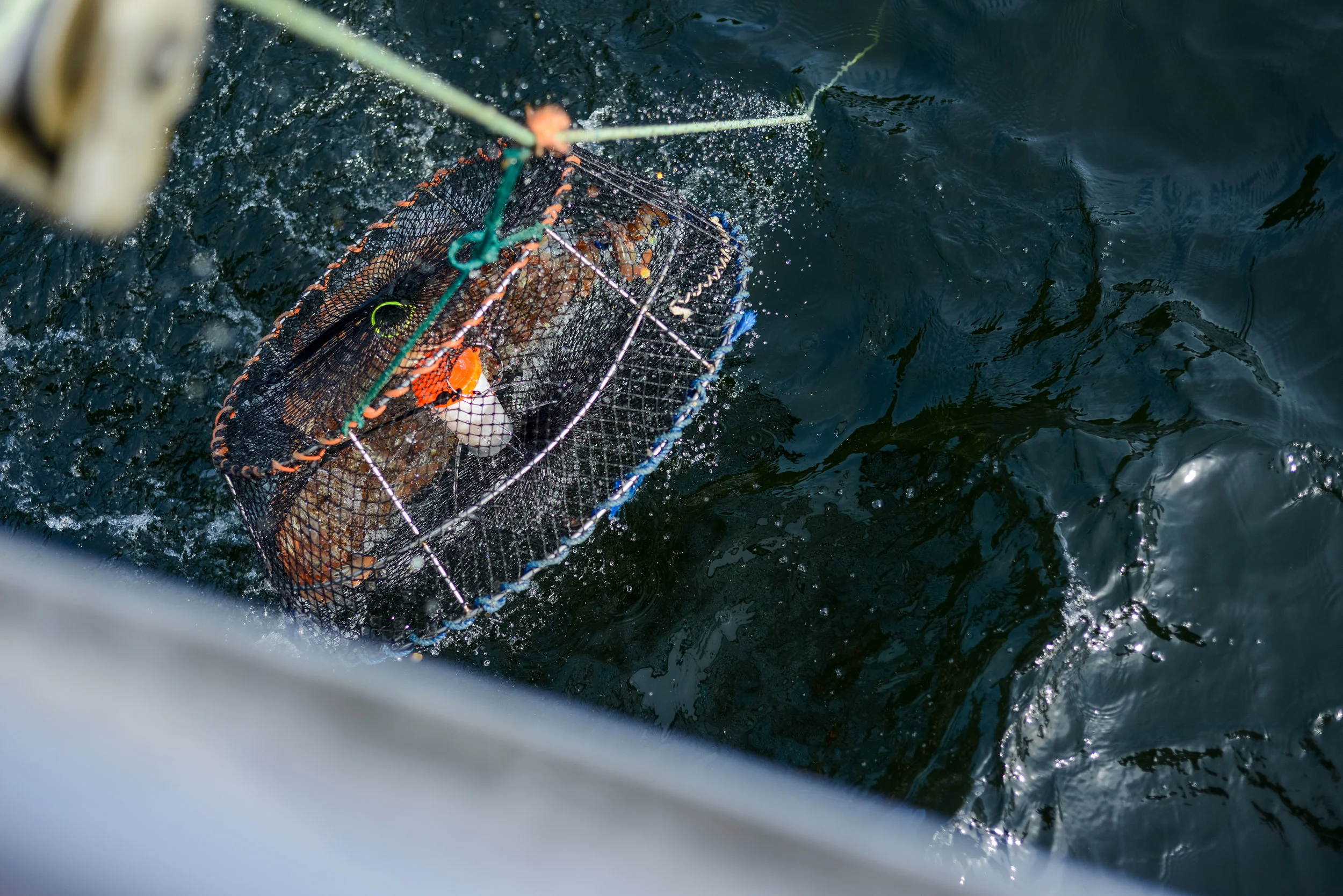 Hauling Up TrapsDSC_1876-©AlisonSlattery.jpg