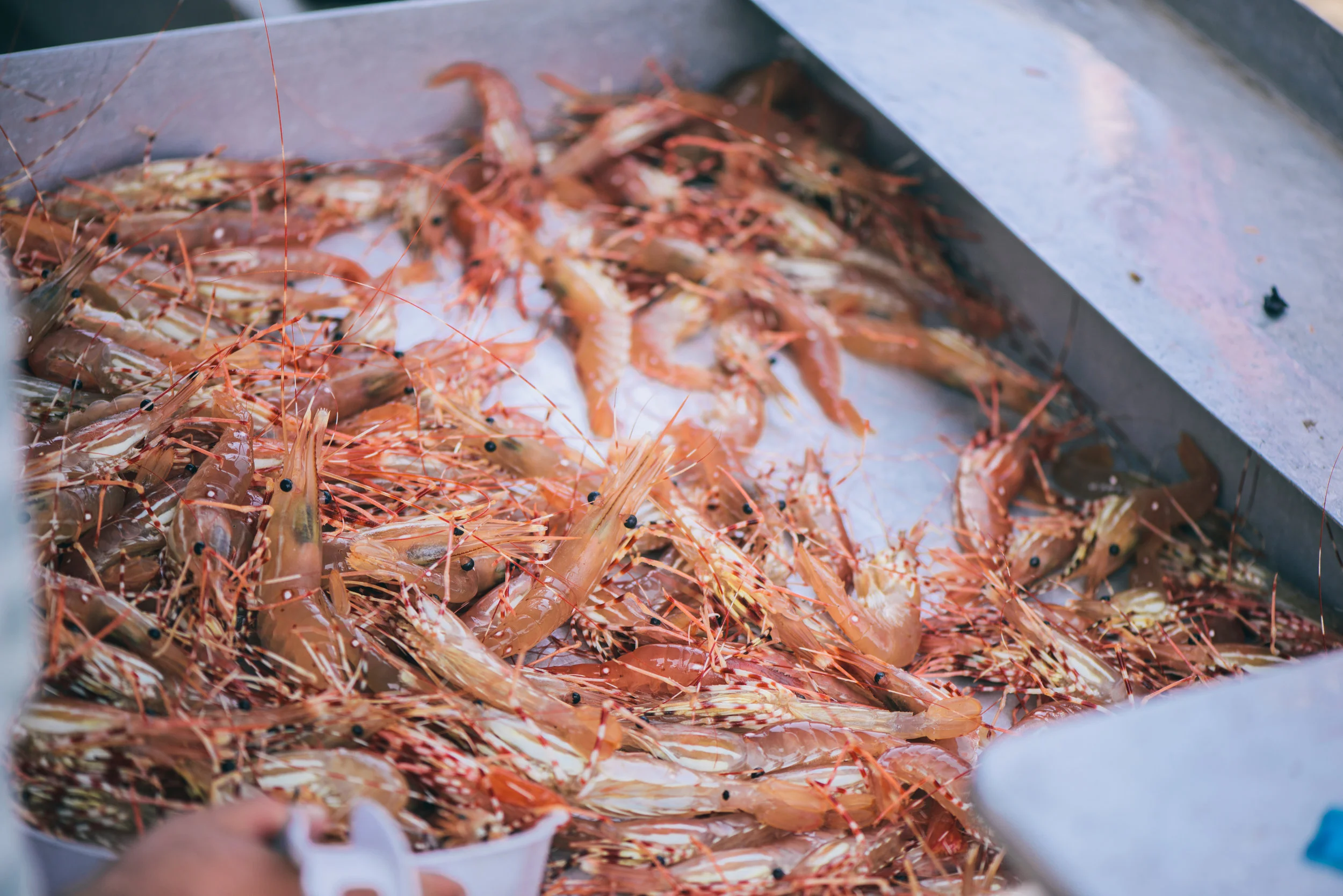 Prawns ready to be sortedDSC_6908.jpg