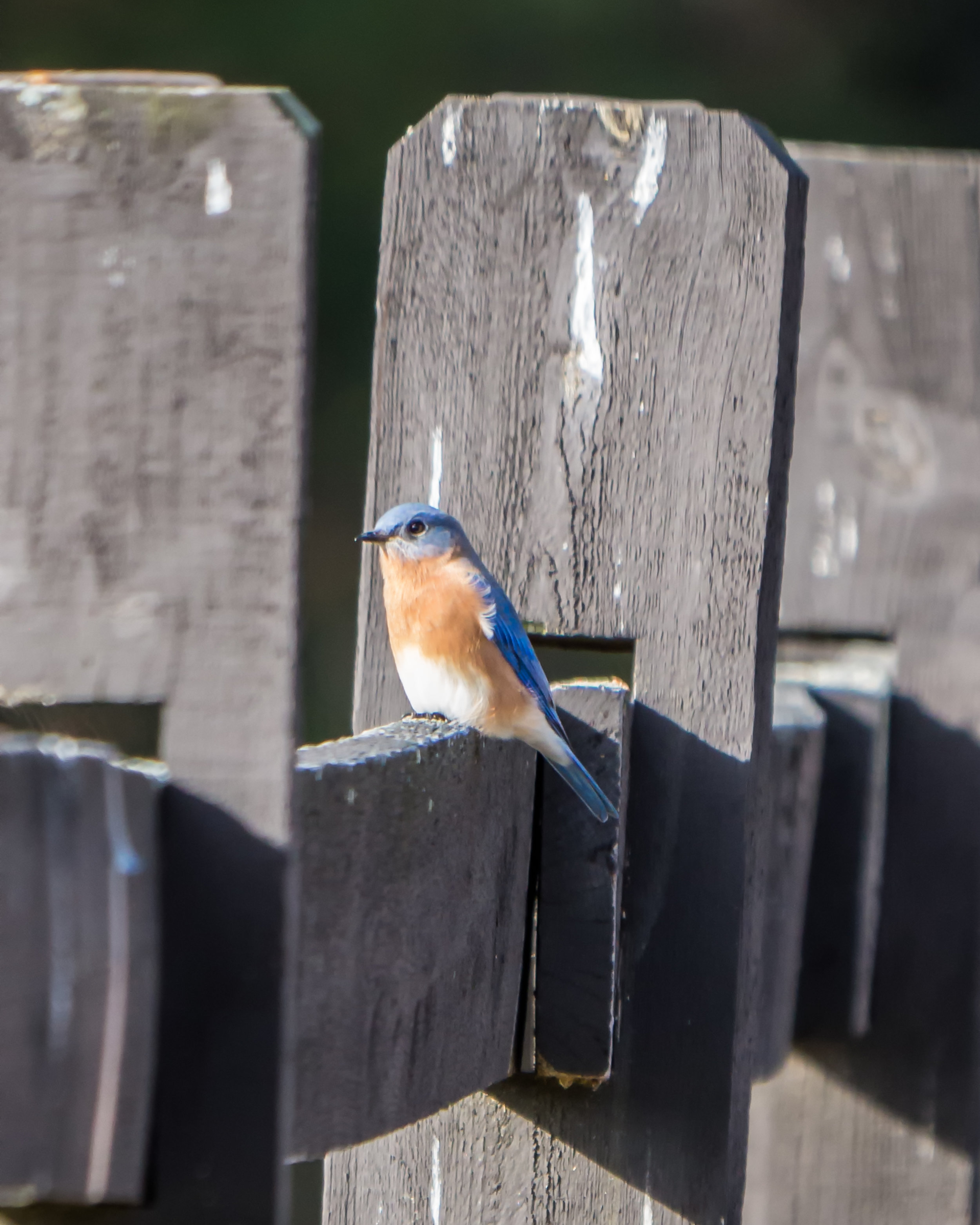 Eastern Bluebird on Fence