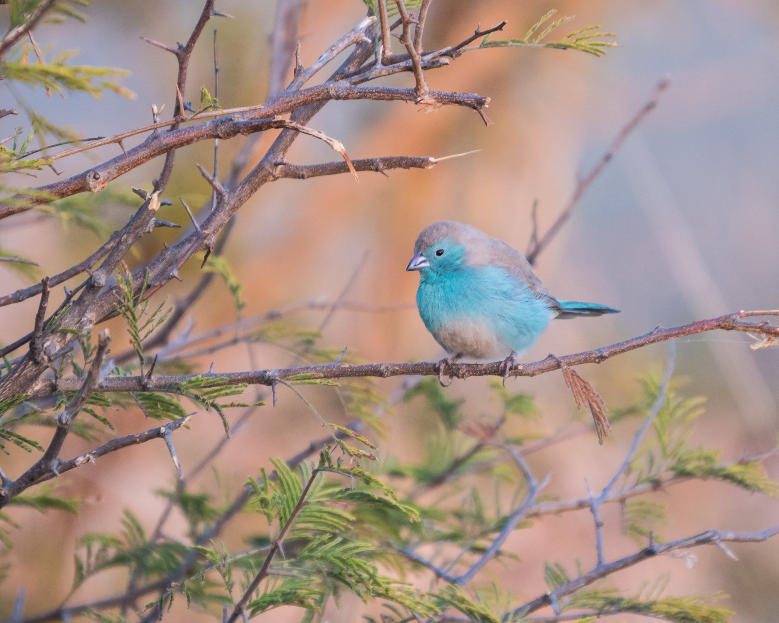 Blue Waxbill, Kalahari Desert