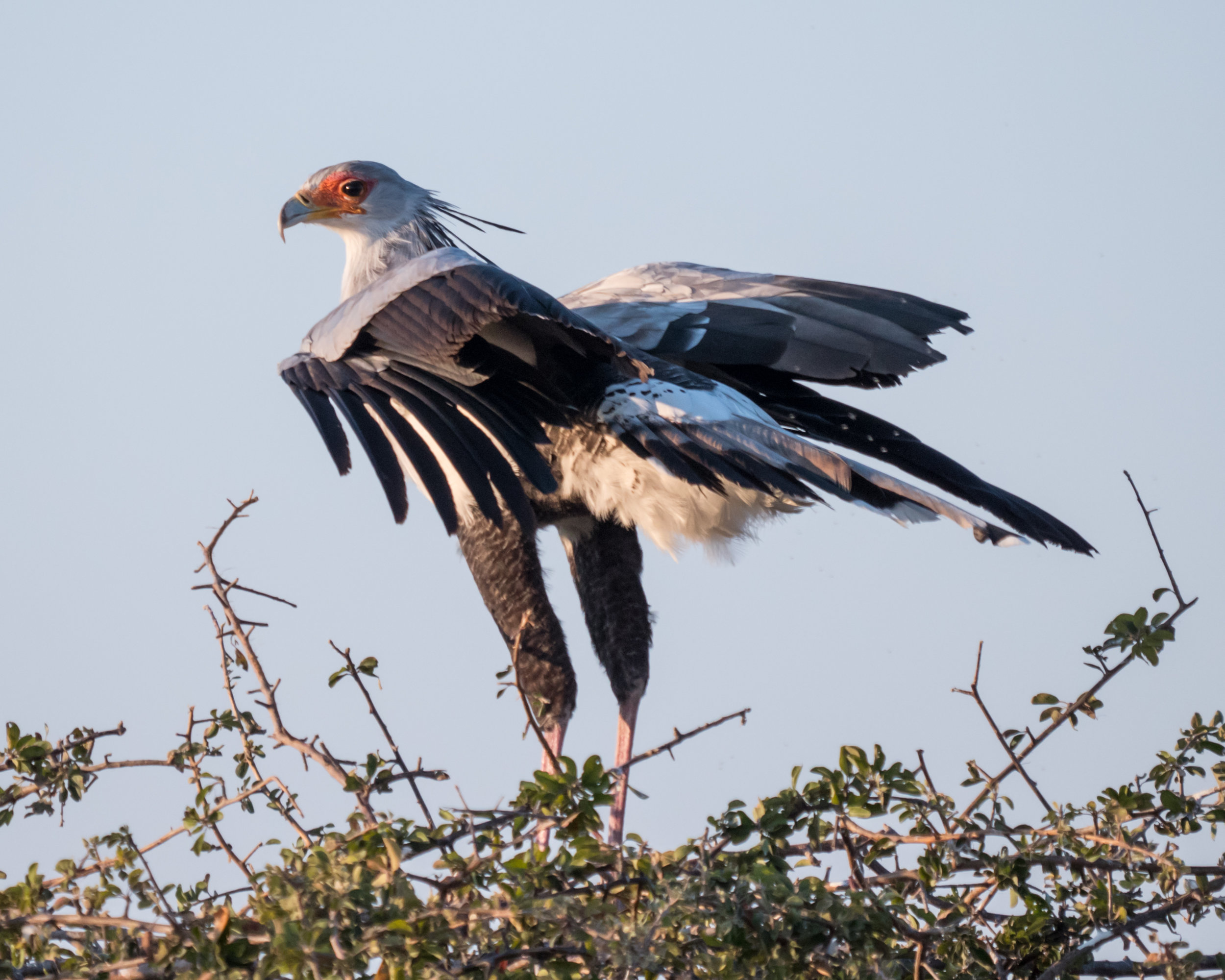 Secretarybird, Botswana Africa