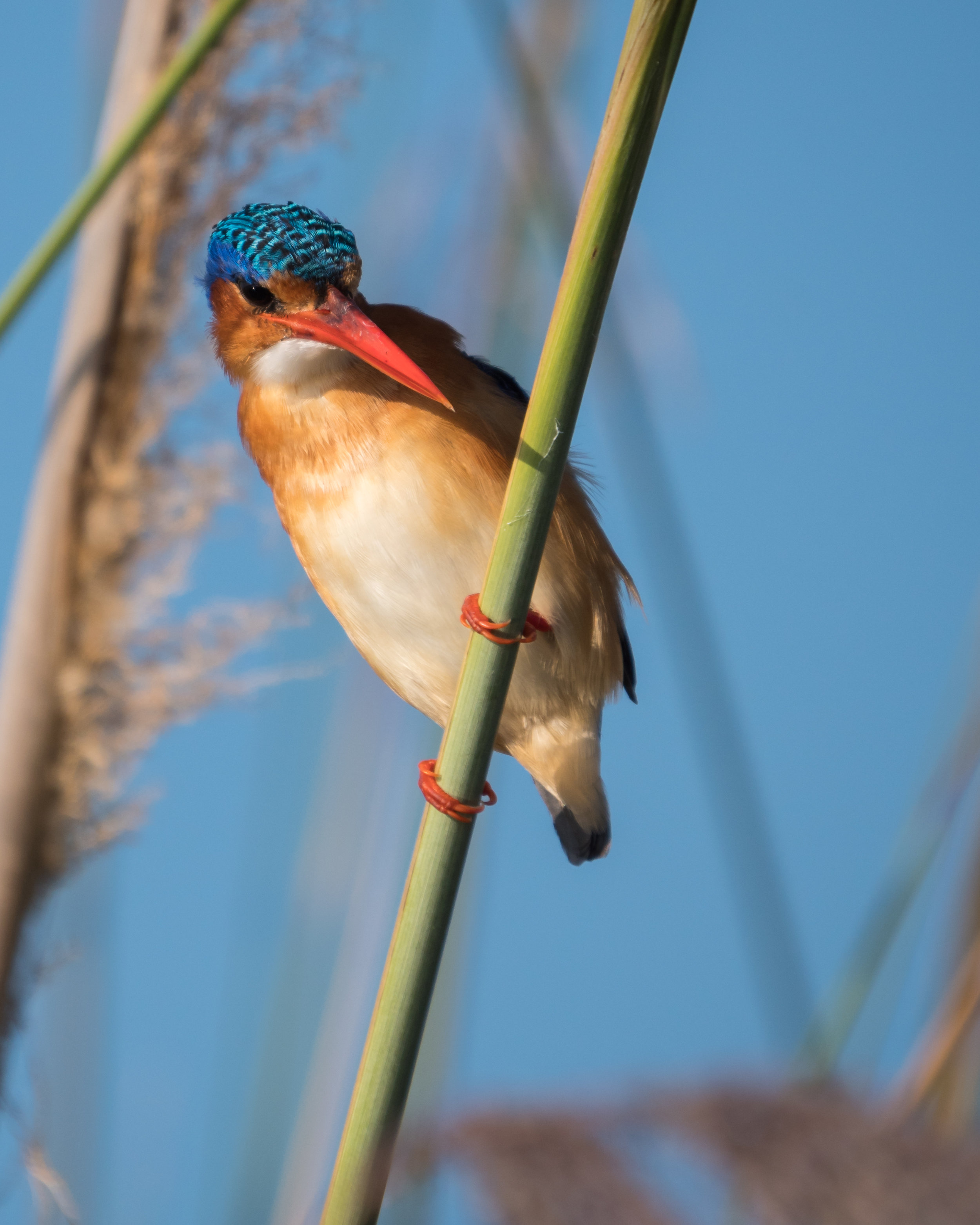 Malachite Kingfisher, Botswana Africa