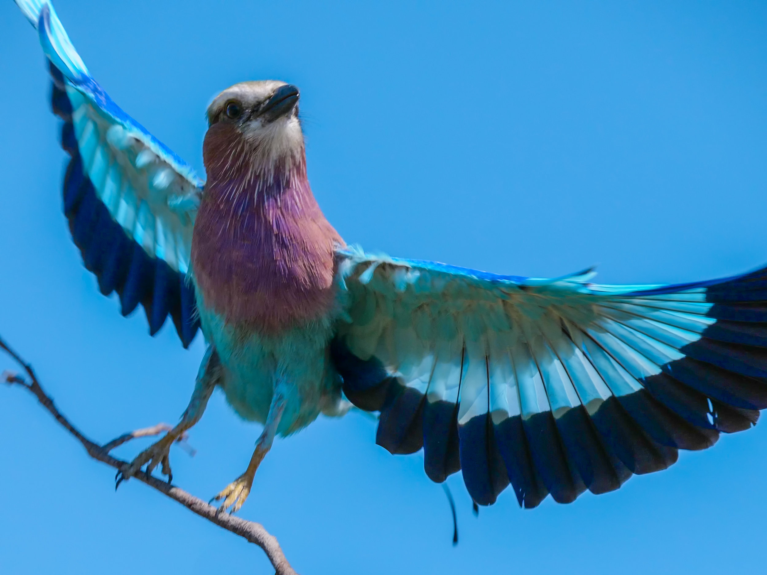 Lillac Breasted Roller, Botswana Africa