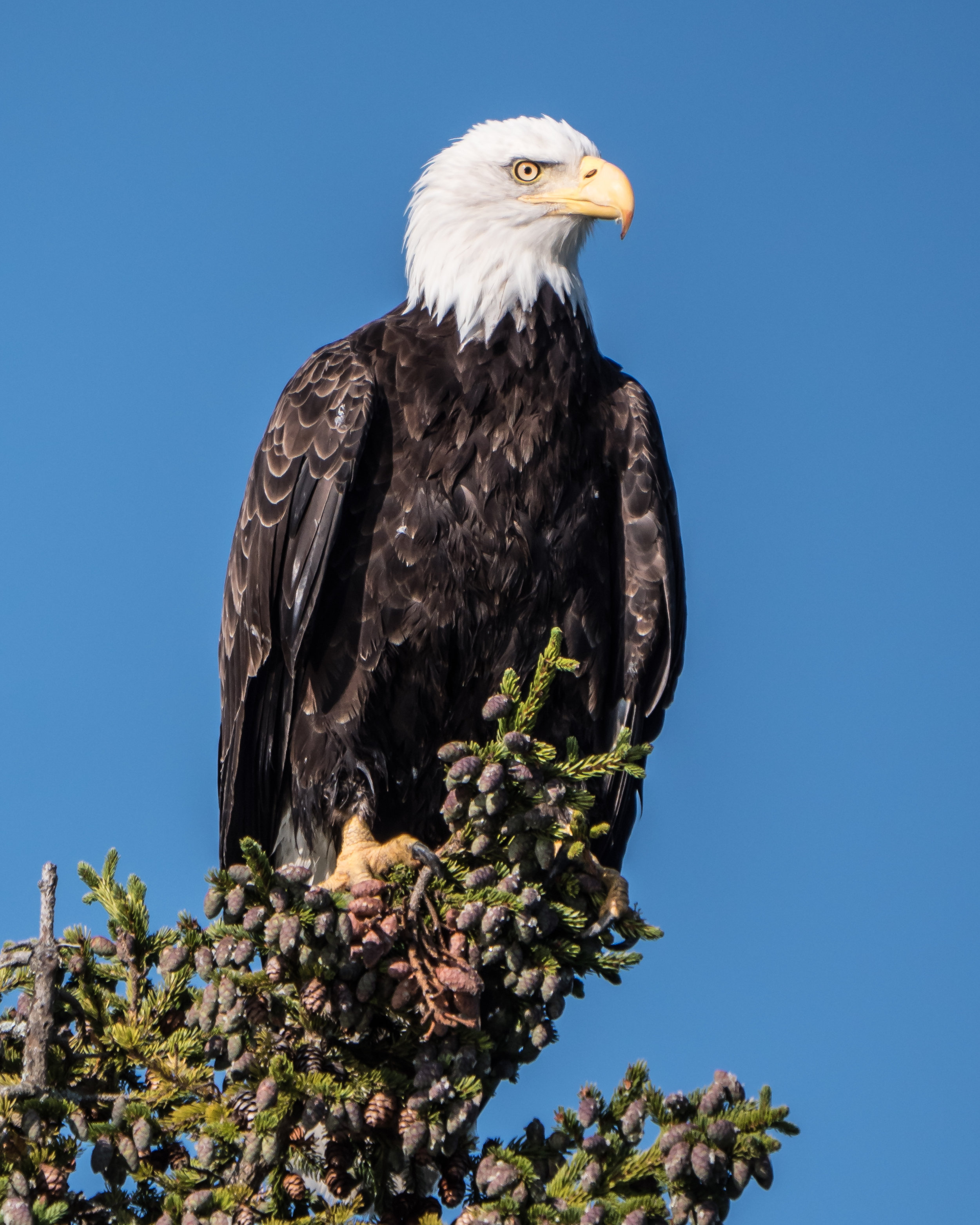 Bald Eagle, Maine