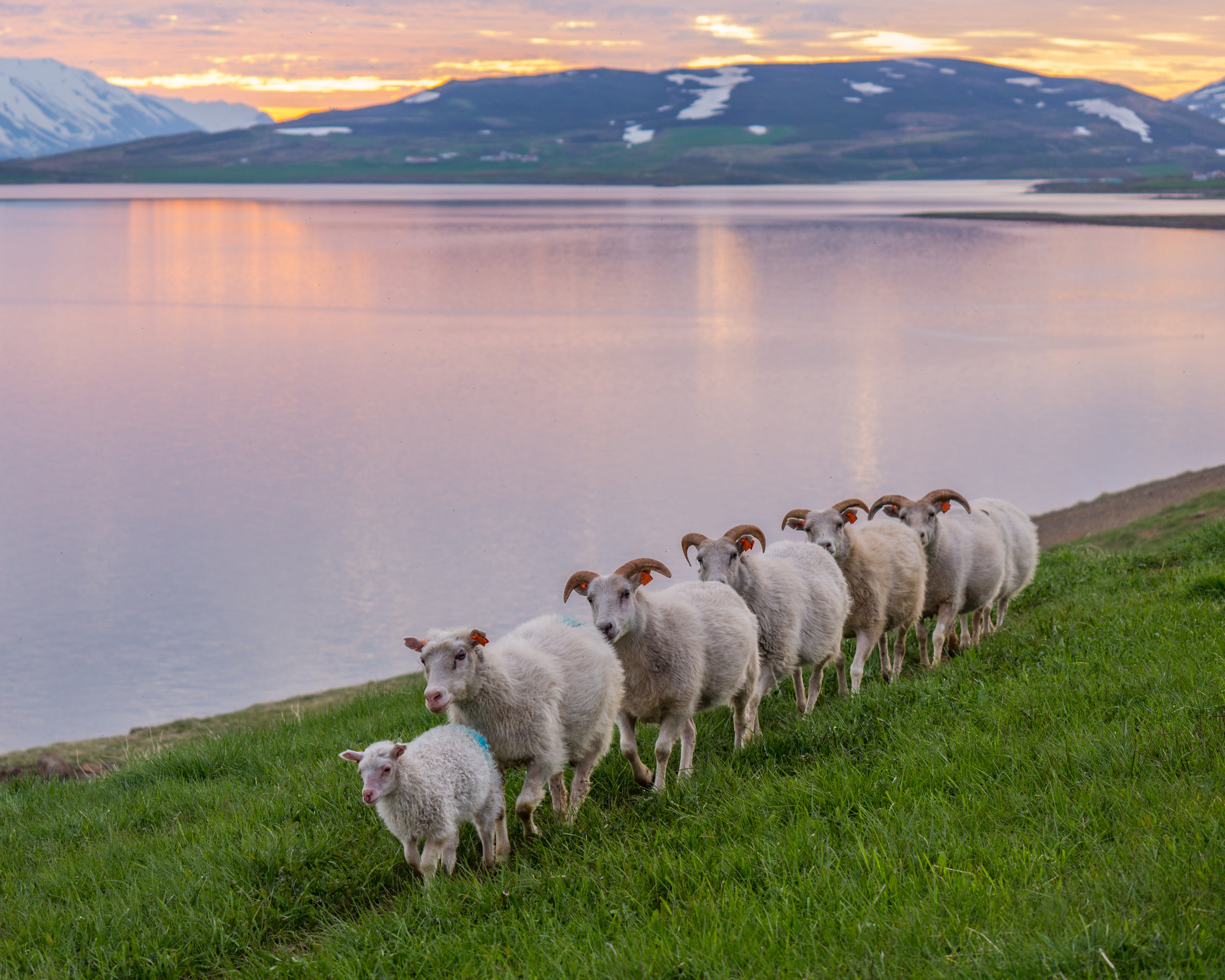 Icelandic Sheep, Akureyri, Iceland