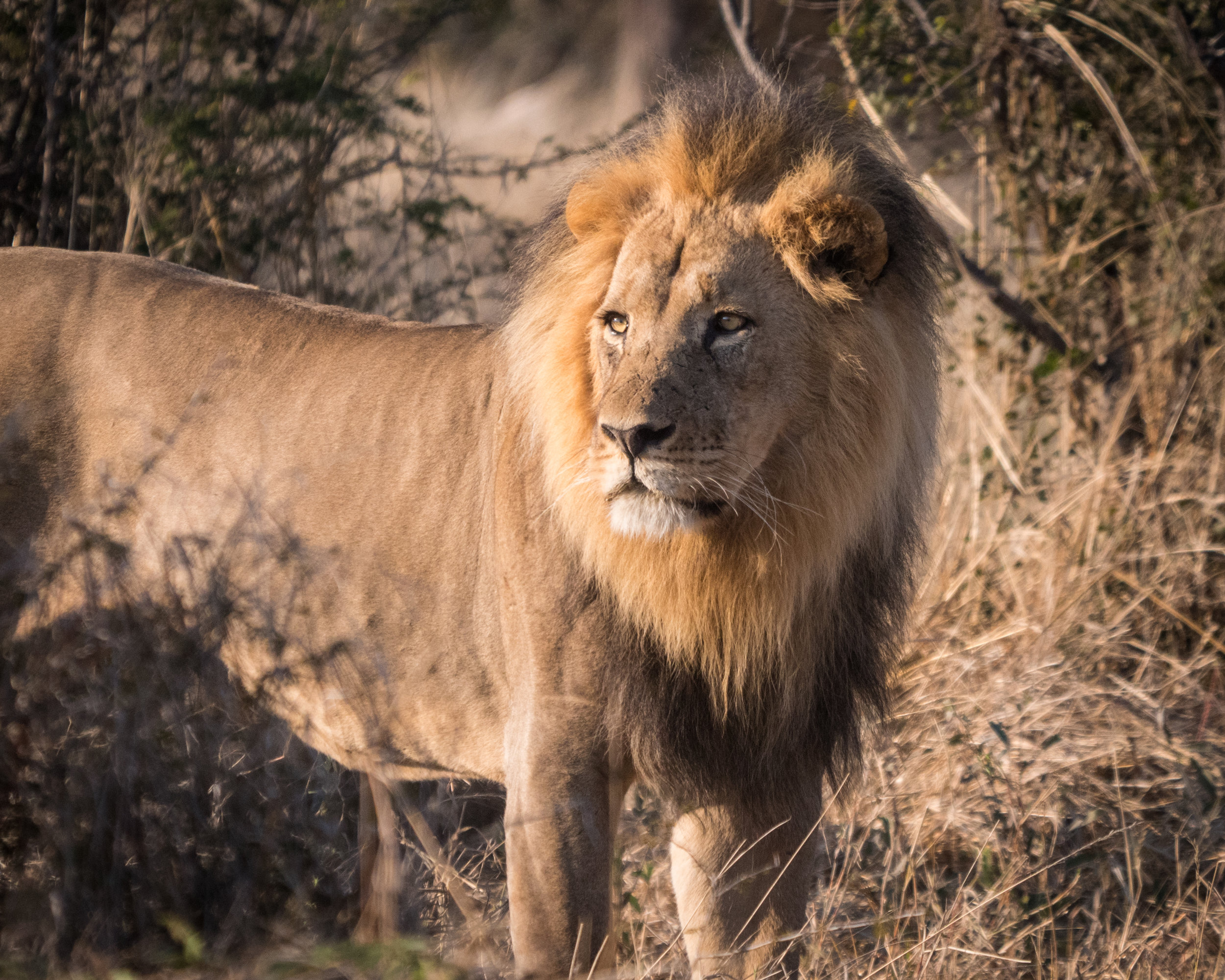 Kalahari Lion 
