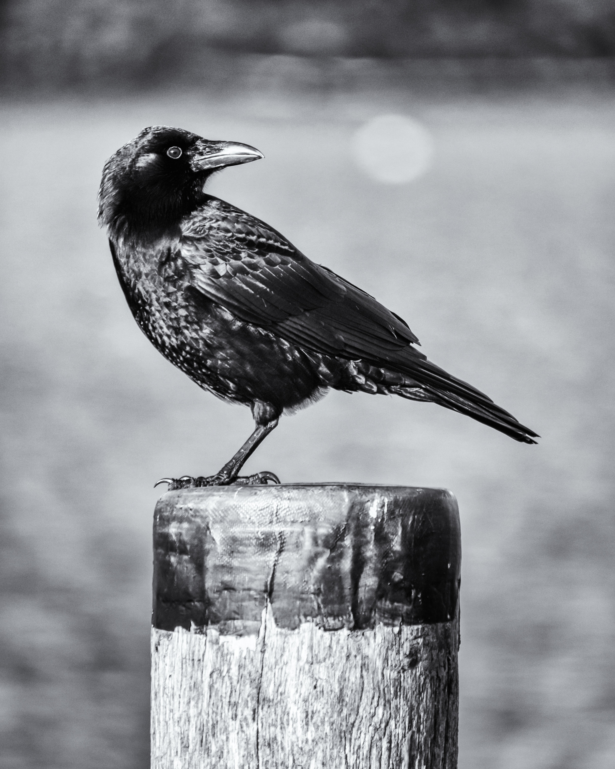 Bar Harbor Crow