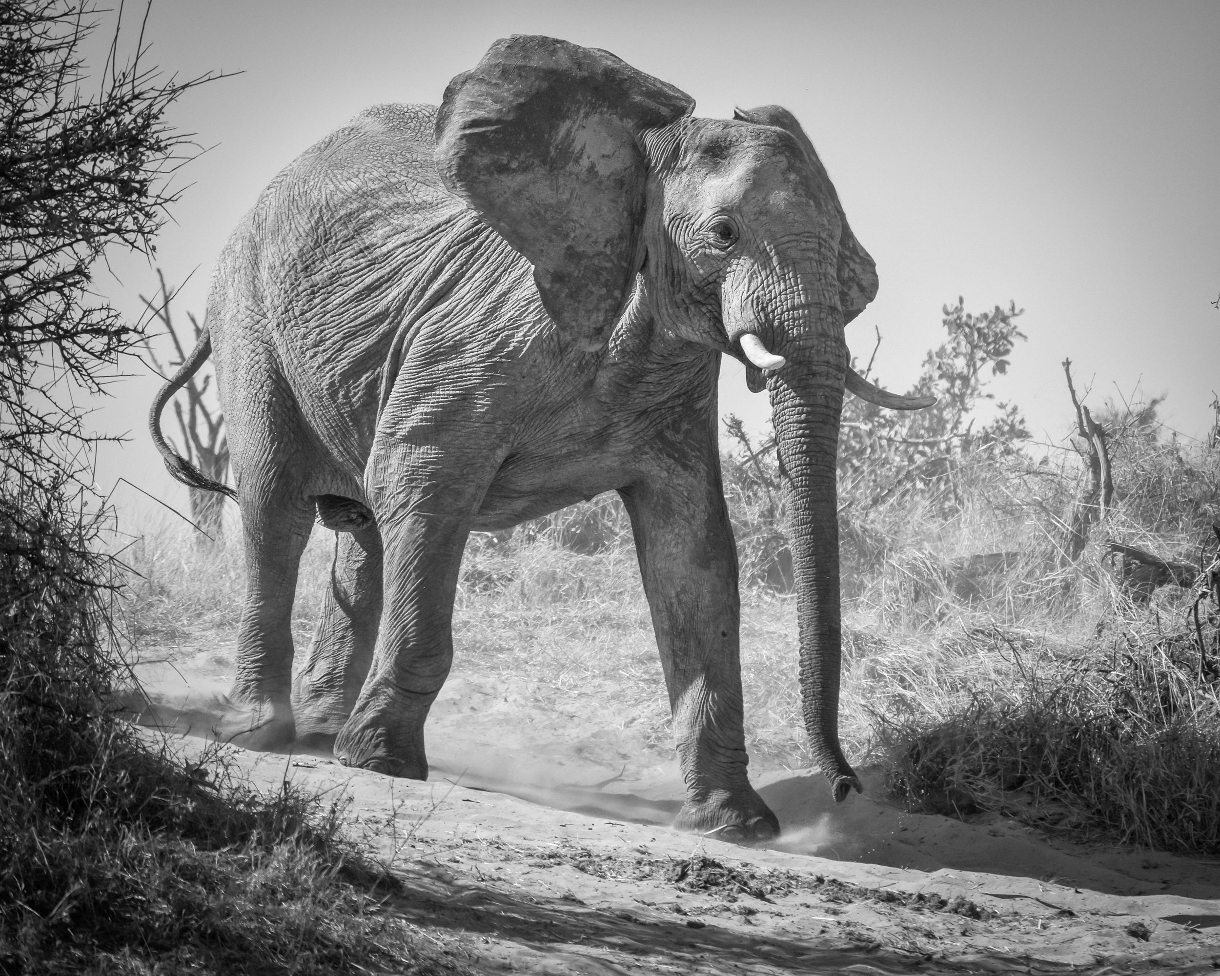 Kalahari Elephant