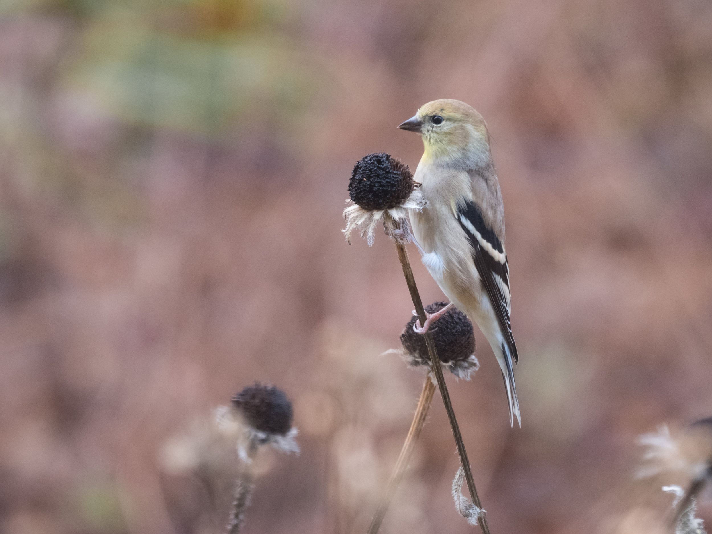 Gold Finch on Cone Flower