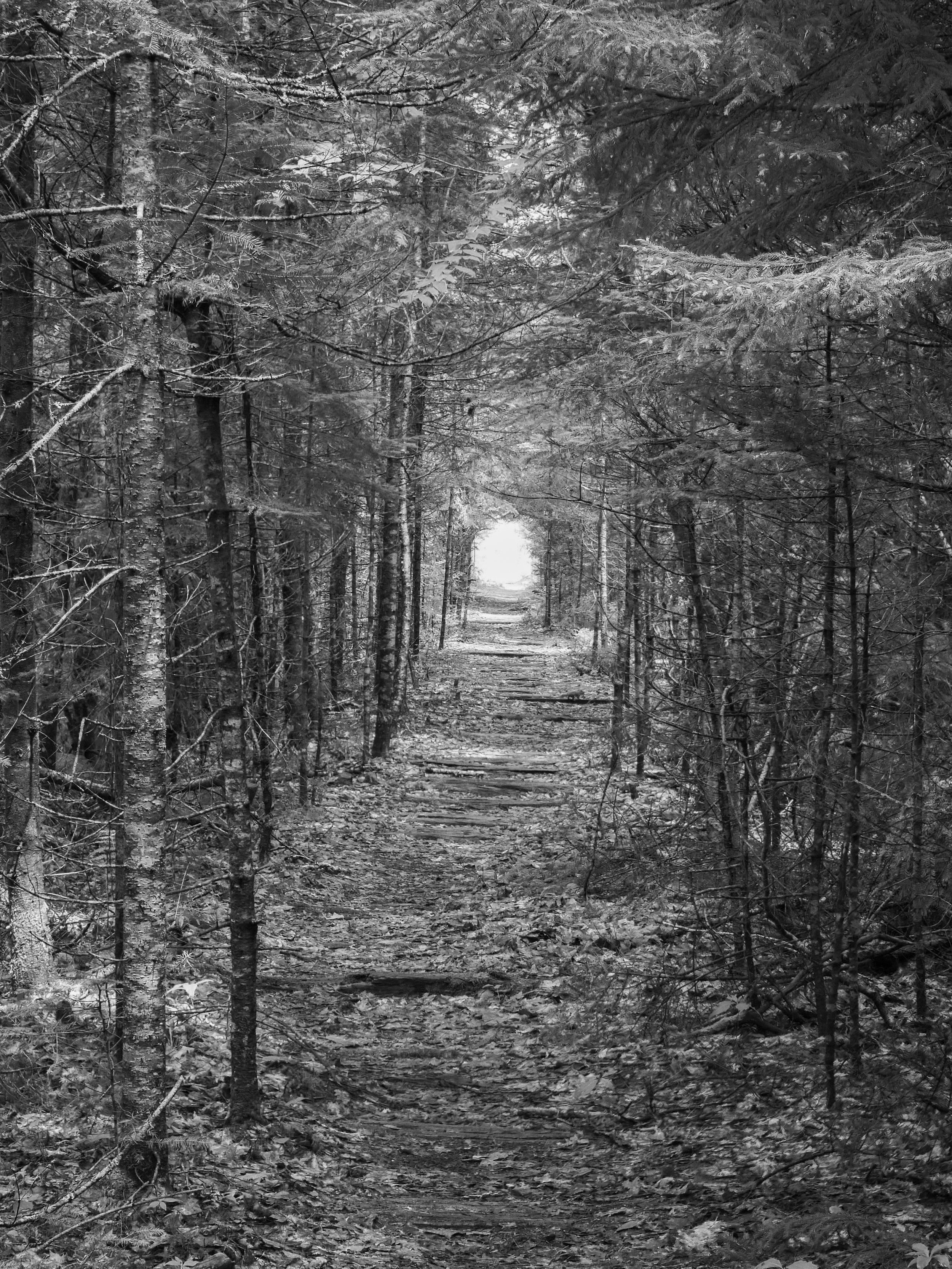 Old Railroad Trail, Hancock Maine