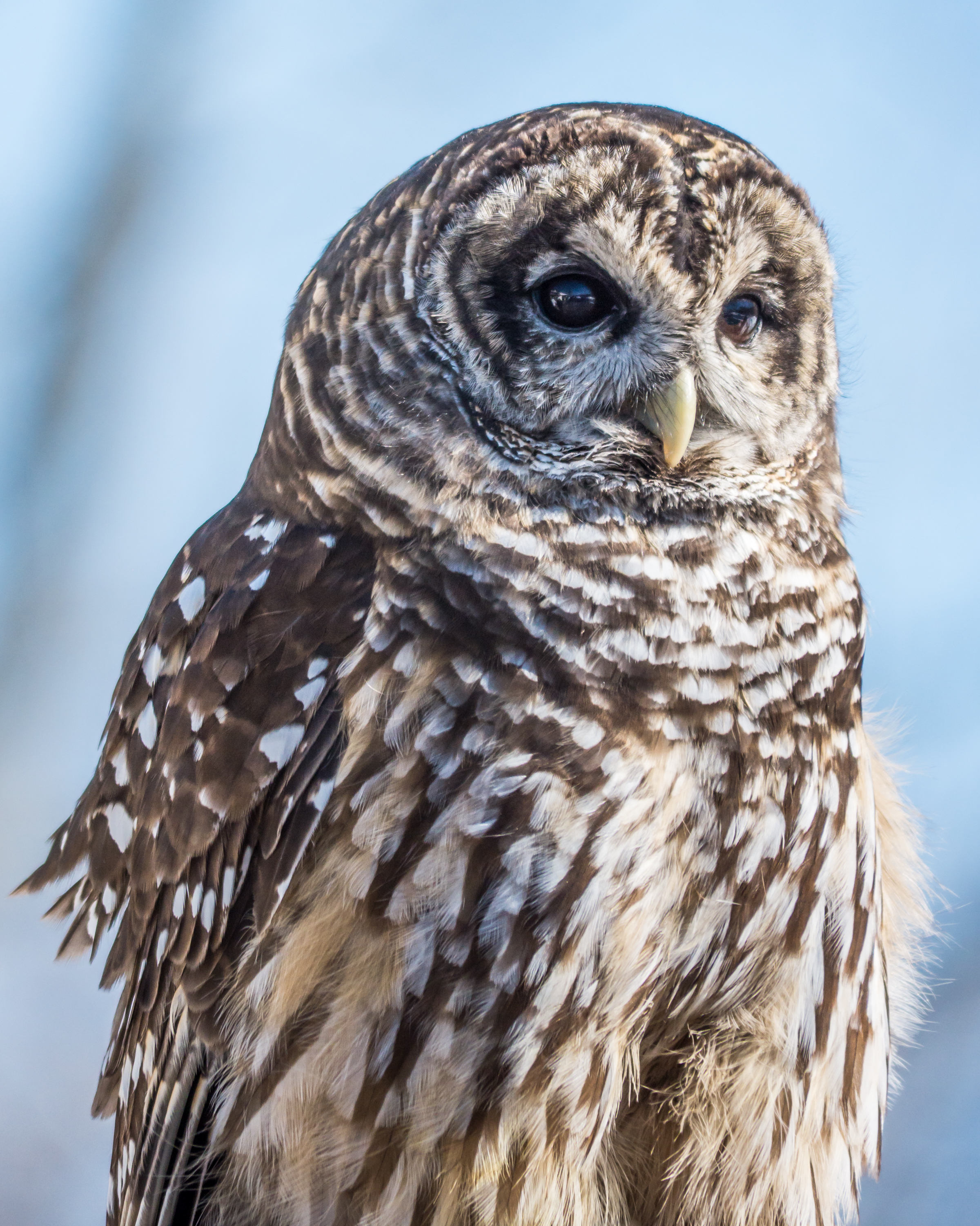 Barred Owl