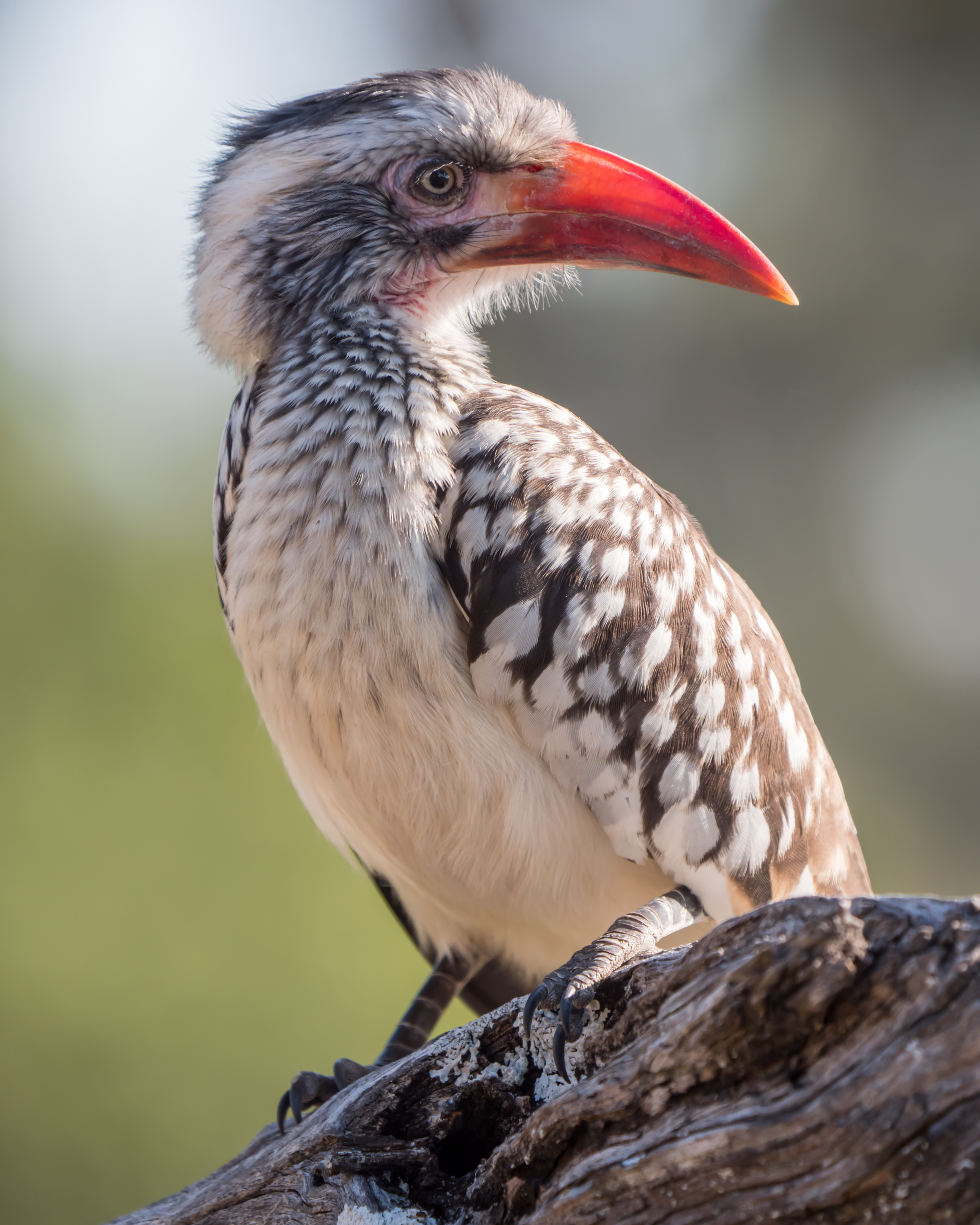 Southern Red Billed Hornbill