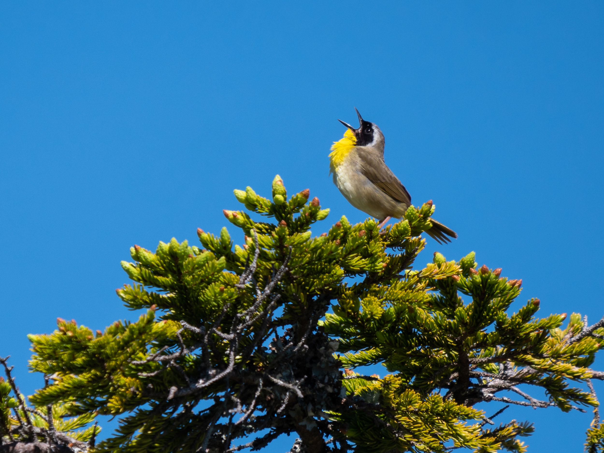 Common Yellowthroat Sings