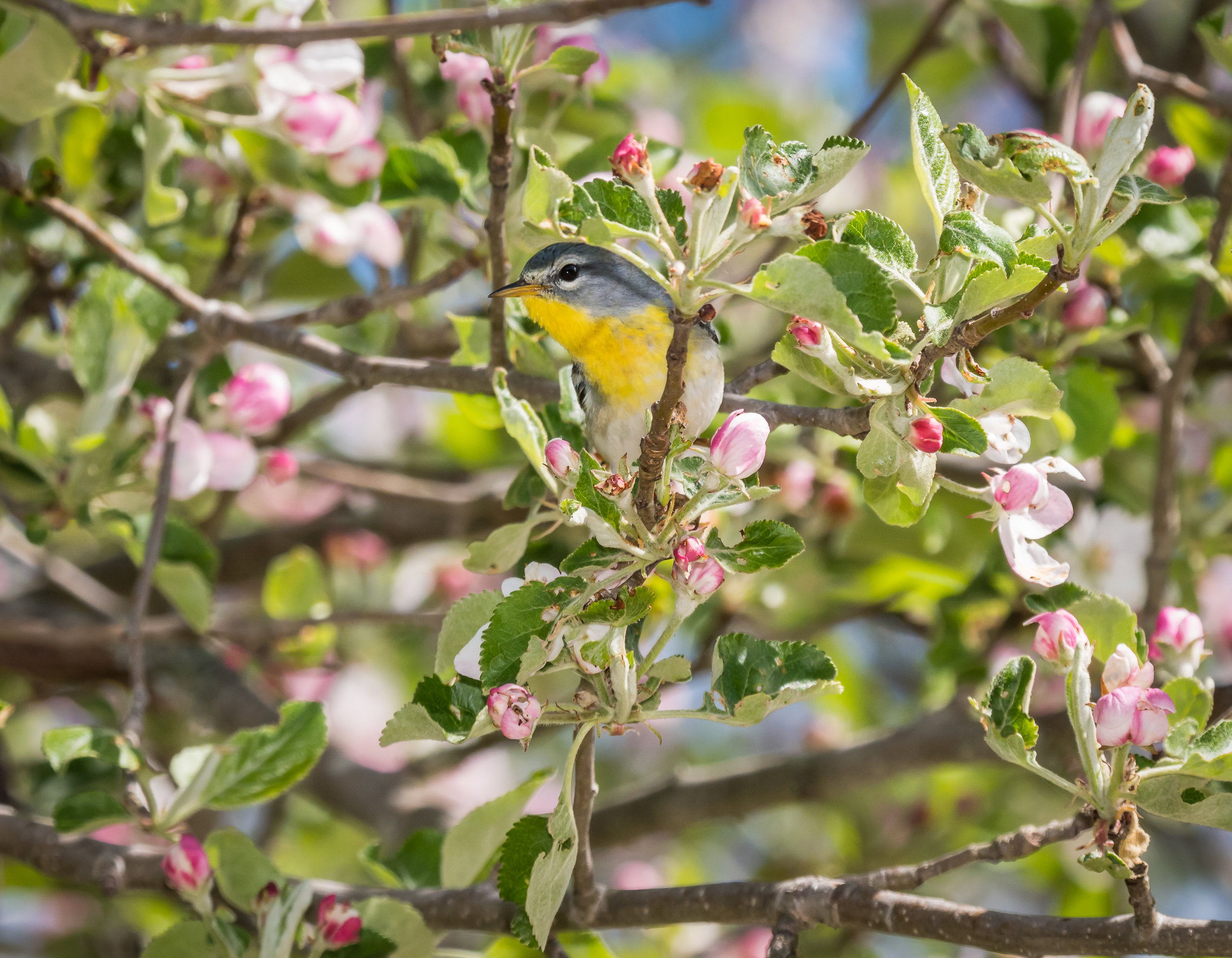 Northern Parula in Apple Tree