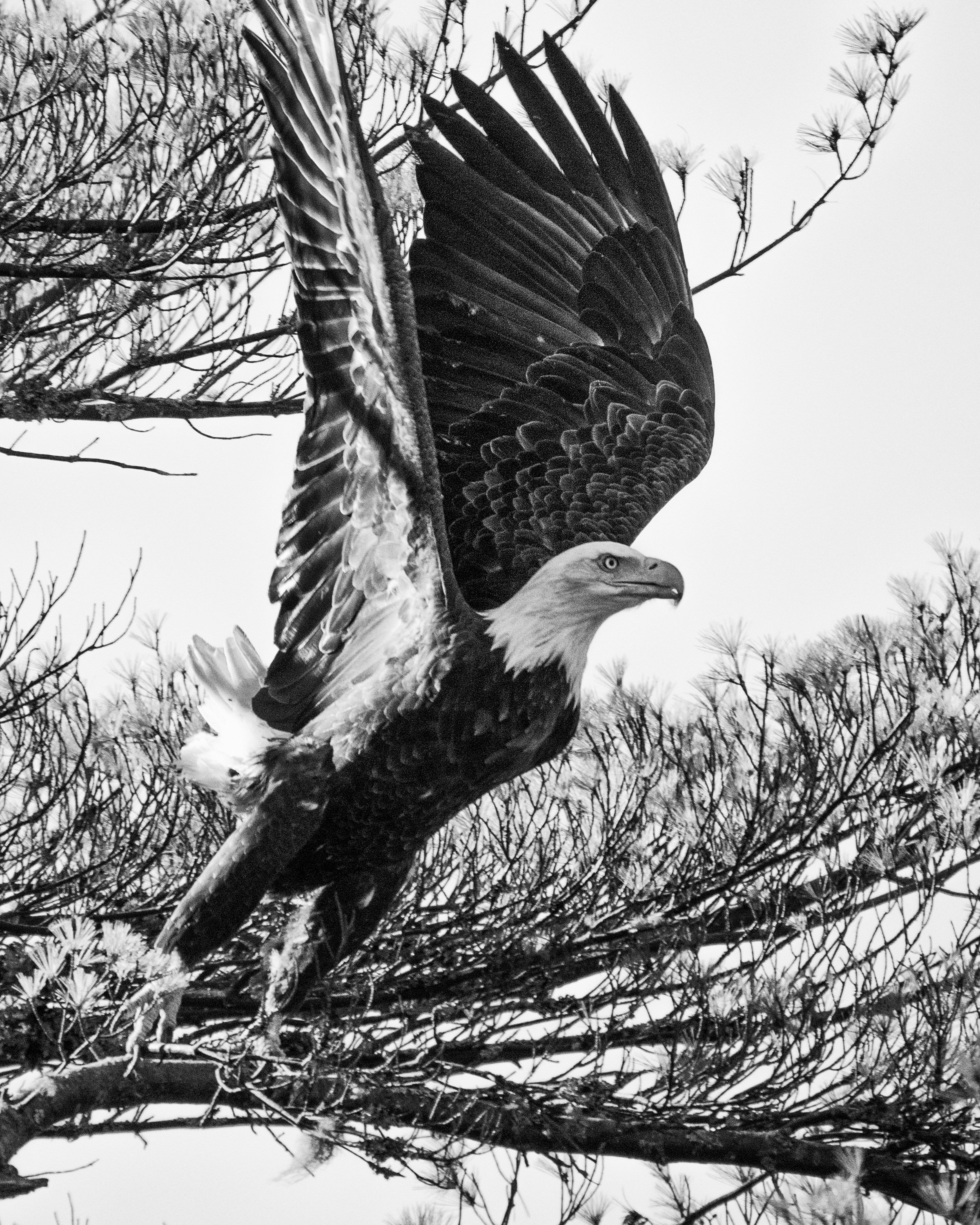 Black and White Bald Eagle