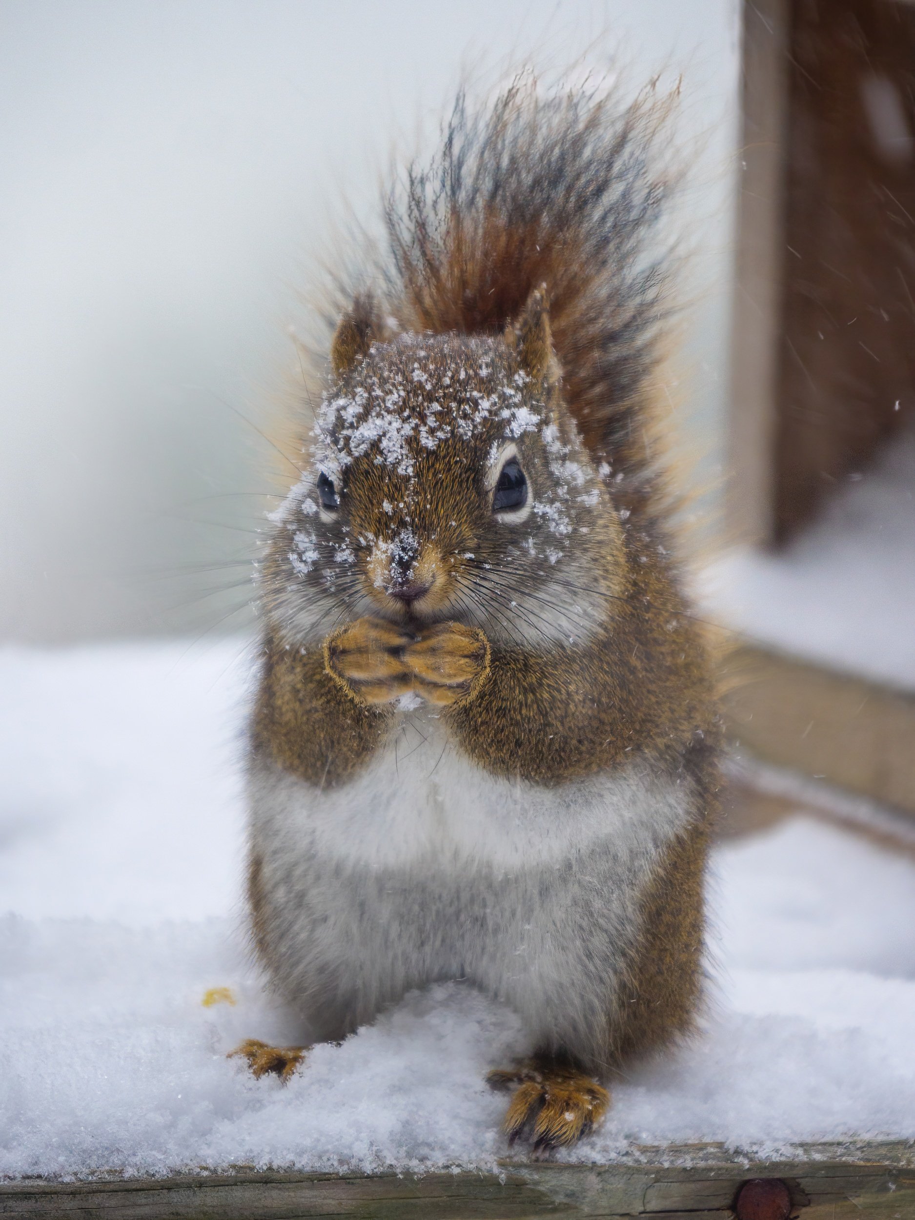Cold Squirrel.jpg