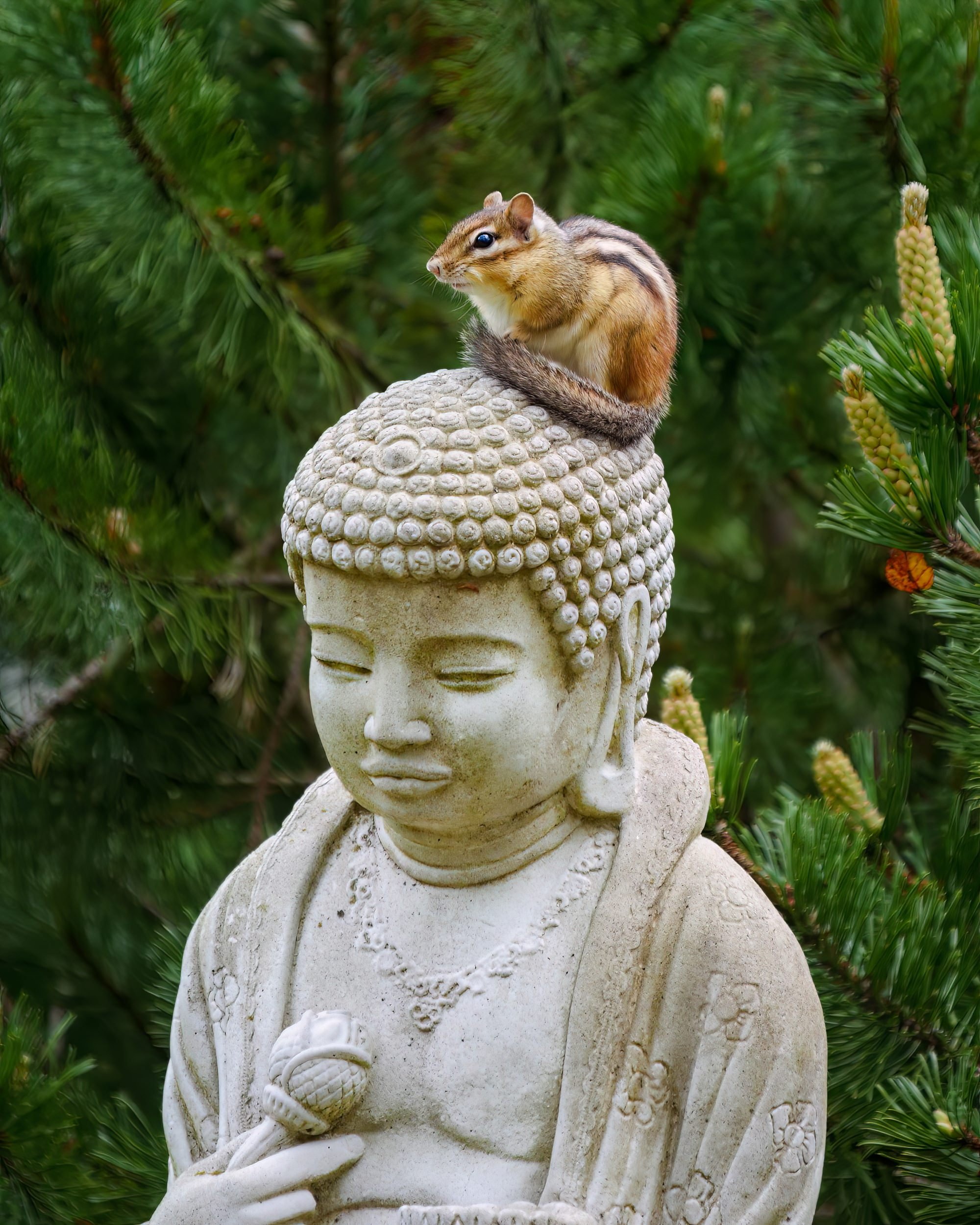 Budha Chipmunk.jpg