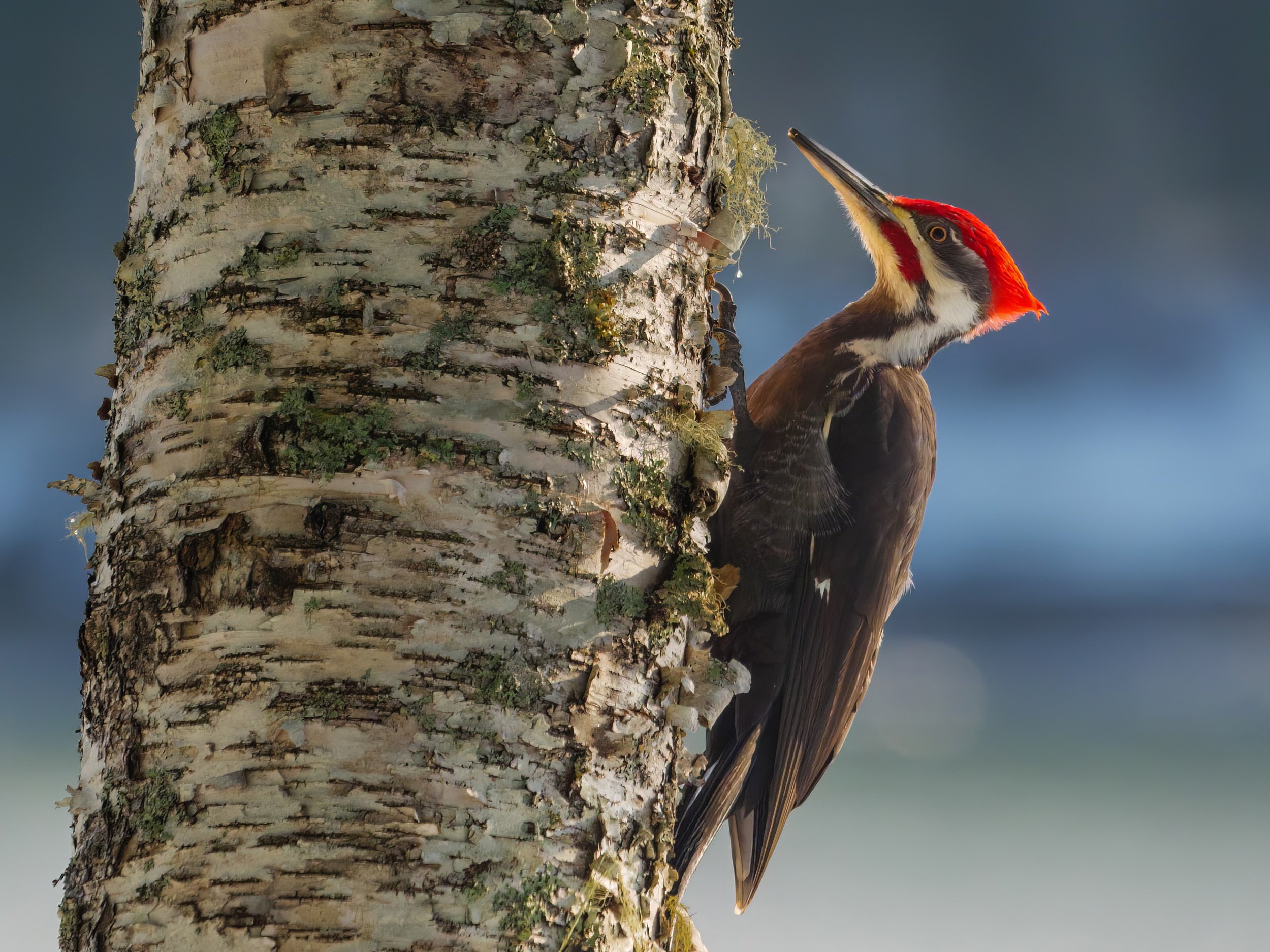 Pilated Woodpecker.jpg