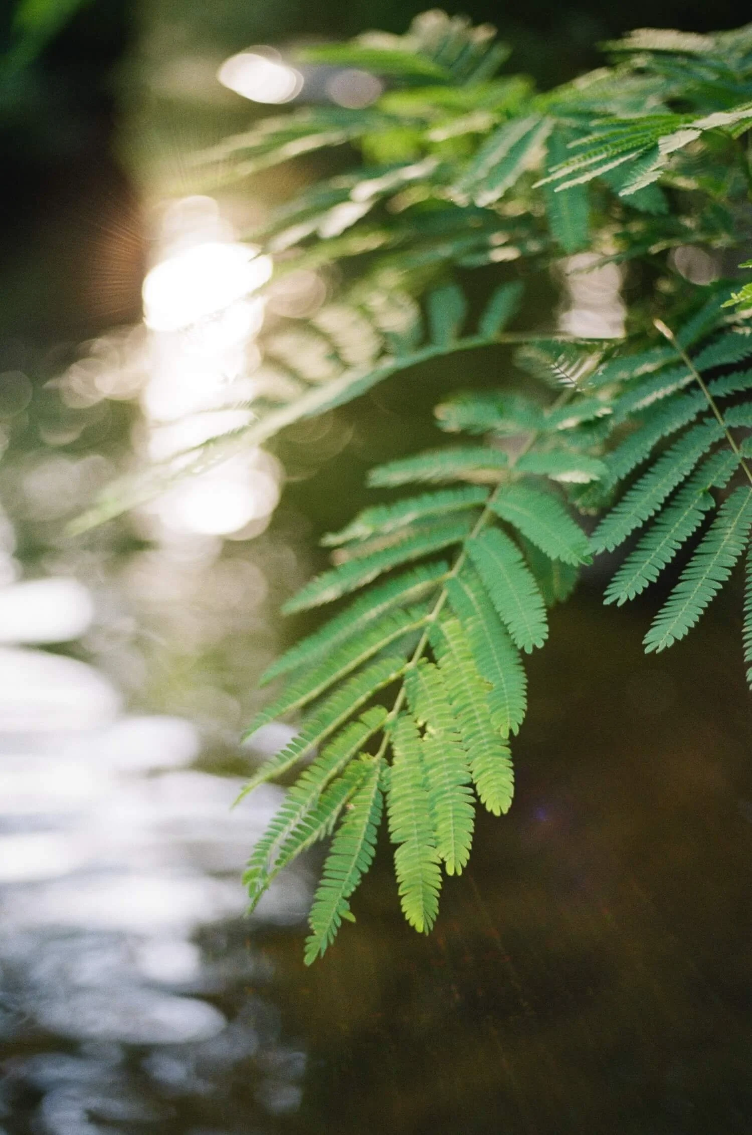 A green leaf hangs over a shimmering creek, symbolizing the natural growth found in Life Transition coaching.