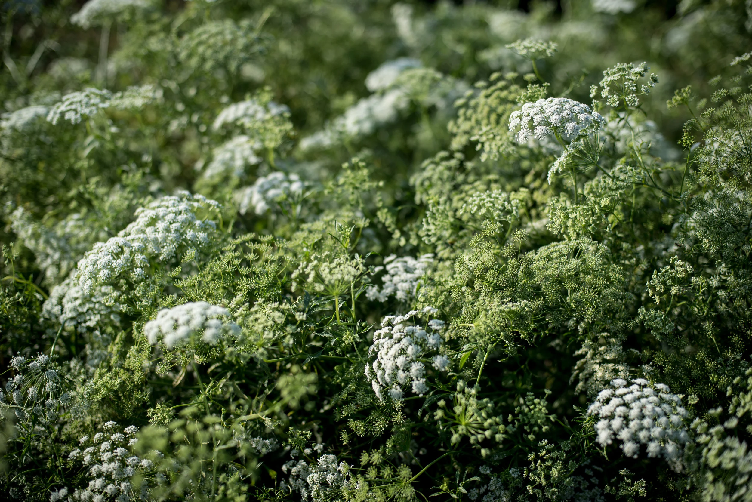 ArcolaTrailFlower-19.JPG