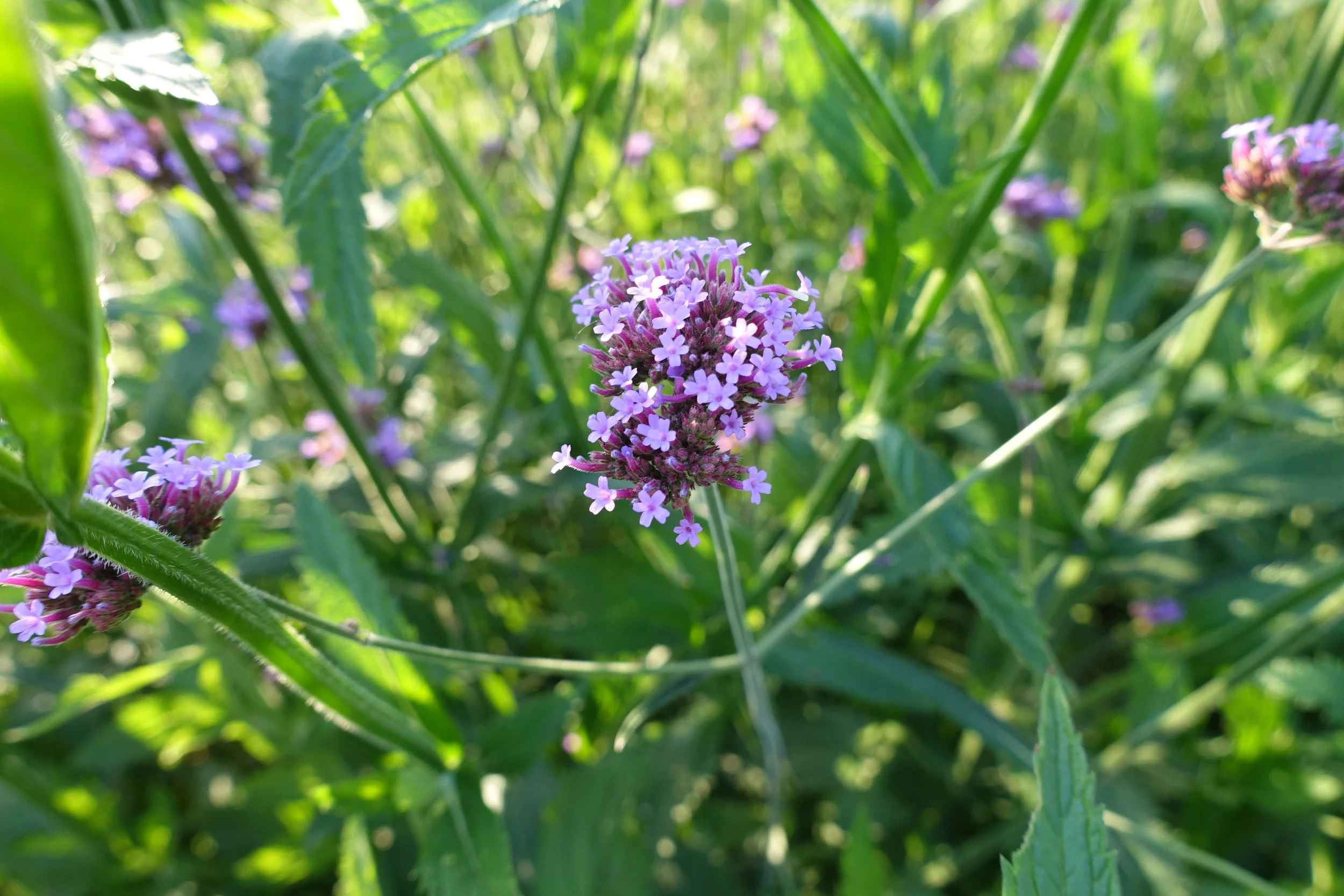 DSC01481.JPG