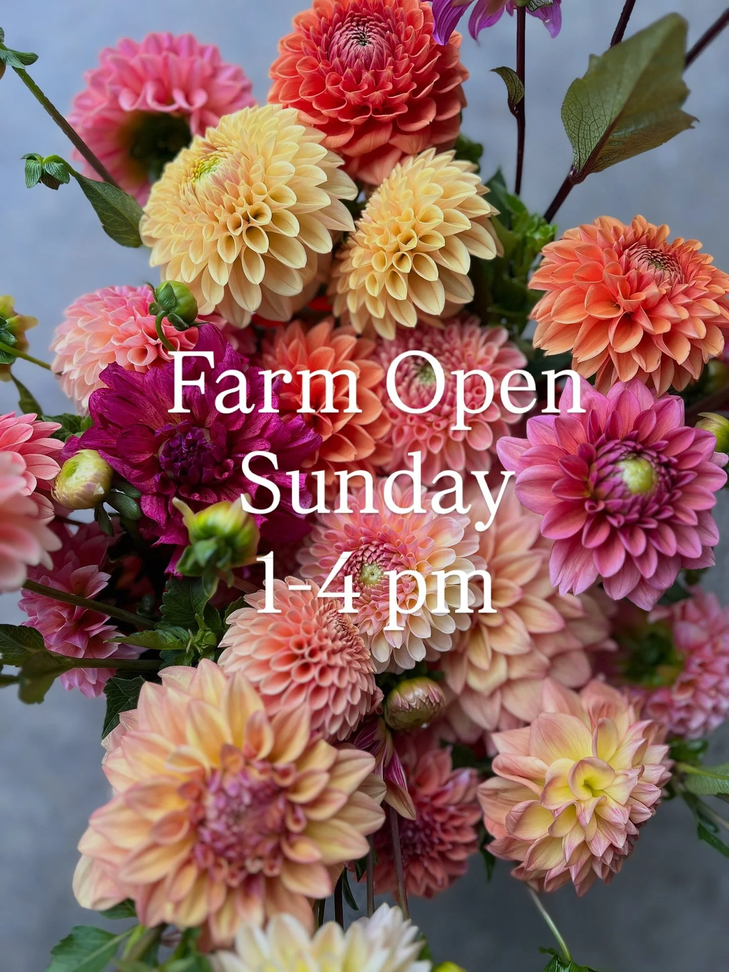 Come to the farm on Sunday, Sept 7th from 1-4 pm. There will be cut flowers to buy and pick your own options. Cash, check, Venmo. Hope to see you!

#flowerfarm #dahlias #stillwatermn #freshflowers #supportlocal #flowerbar