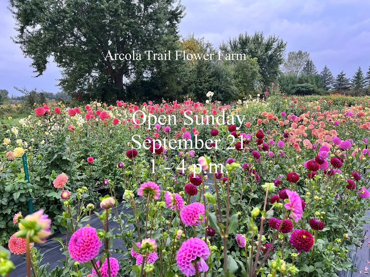 This might be your last chance this year to visit the farm so I hope to see you Sunday. There will be cut flowers to buy or you can cut your own. Bring a friend! 

#flowerfarm #freshflowers #localflowers #stillwatermn #cutyourown #upick #dahlias #sep