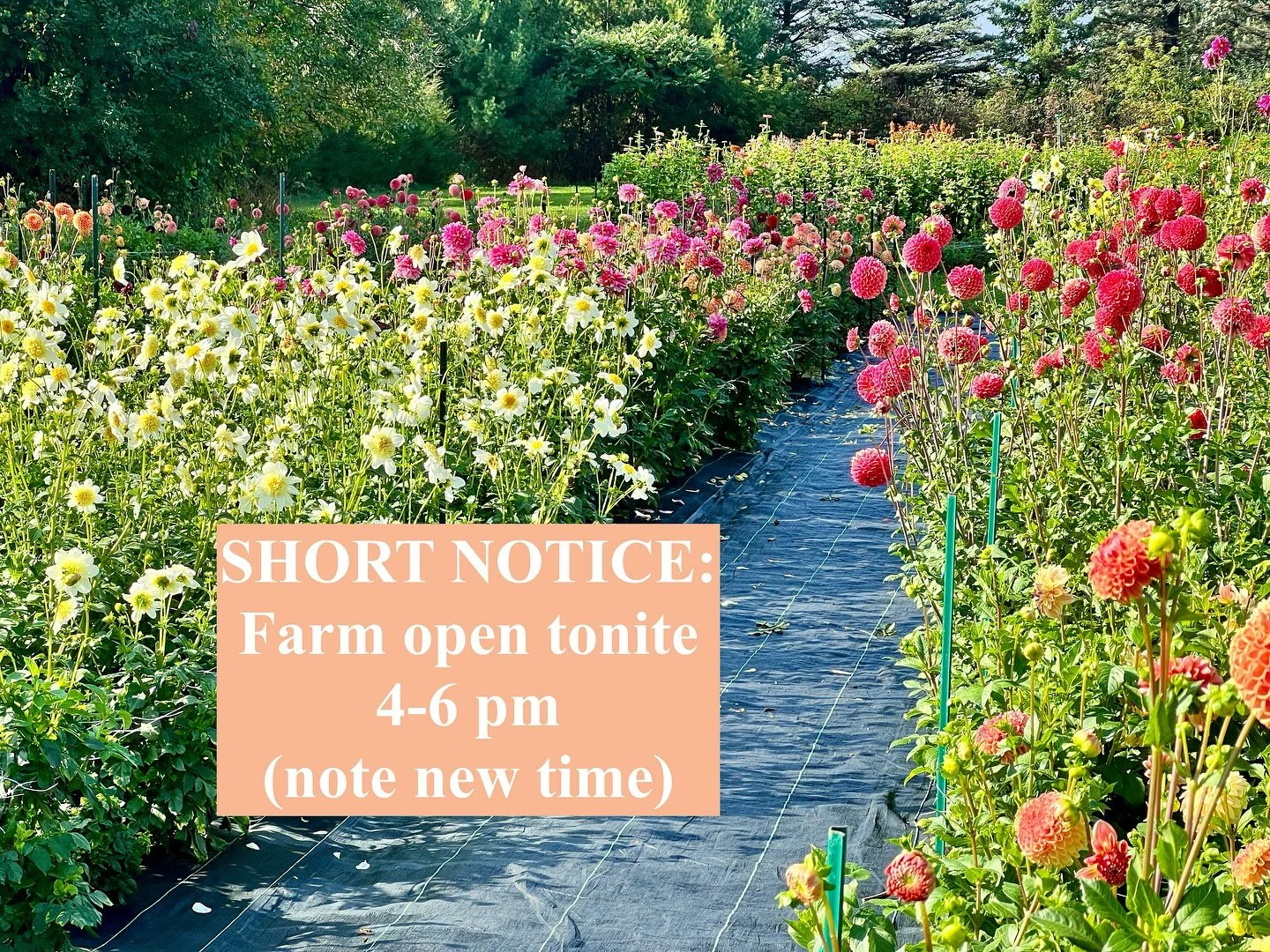 Farm open tonite 4-6 pm for U-pick and stems. The weather is just too good!! Sorry for the short notice and time change - golden hour is the best time on the farm! Tell a friend, bring a friend. Thank you!
#Stillwatermn #flowerfarm #dahlias #localflo