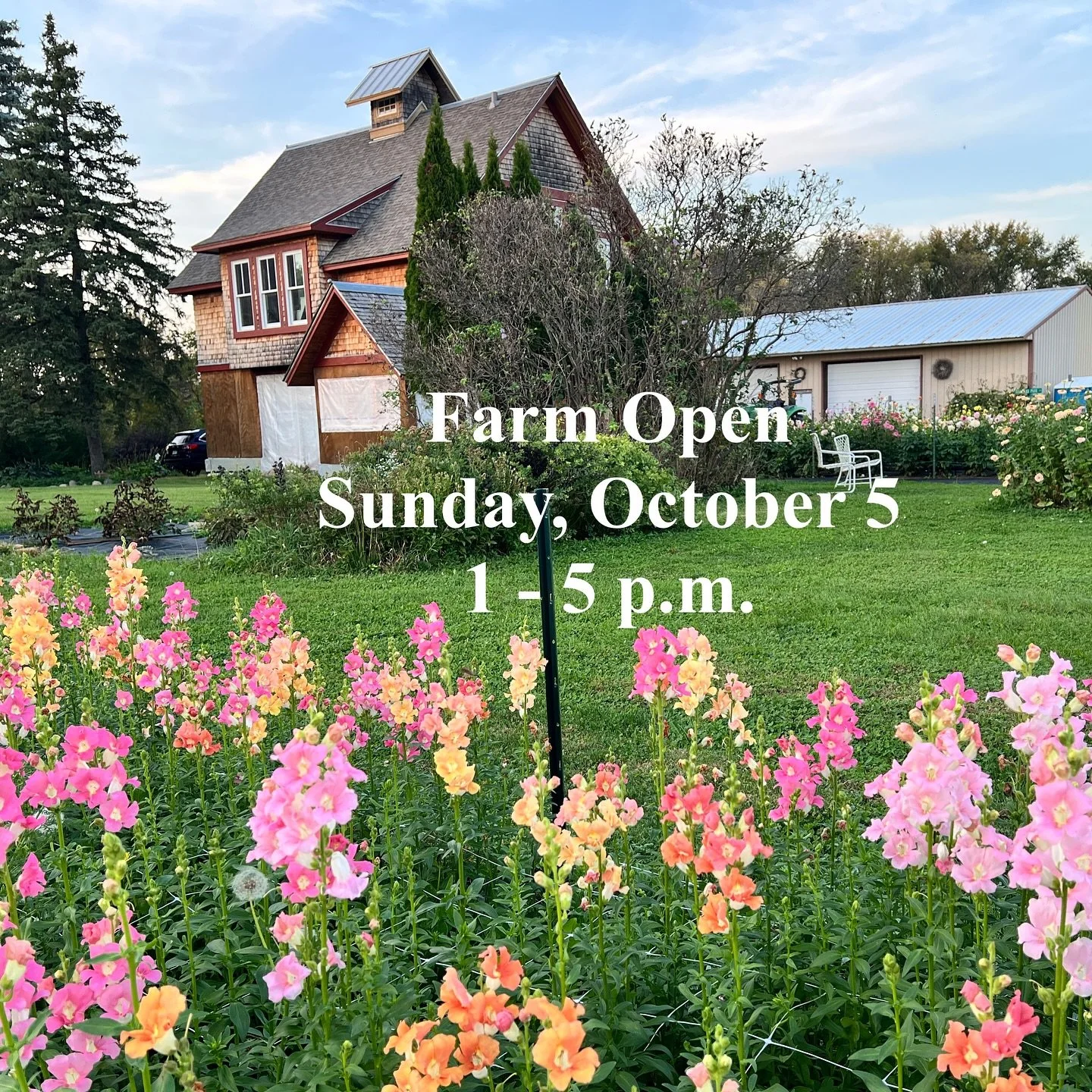 The farm will be open Sunday, October 5 from 1-5 pm for the last sale of the season. Come enjoy the unusually warm fall weather to wander, cut your own flowers or the stem bar option. Lots of flowers to make a bouquet: dahlias, snapdragons, gomphrena