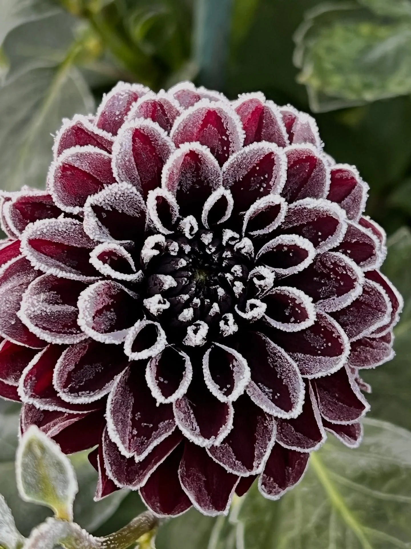 The end of flowering came Tues night/Wed morning with temps in the 20s F. The sugar frosting at sunrise is the icing on the cake of summer blooms. Thank you, Mother Nature, for your beauty in all seasons. 

#frost #frostmas #flowerfarm #stillwatermn 