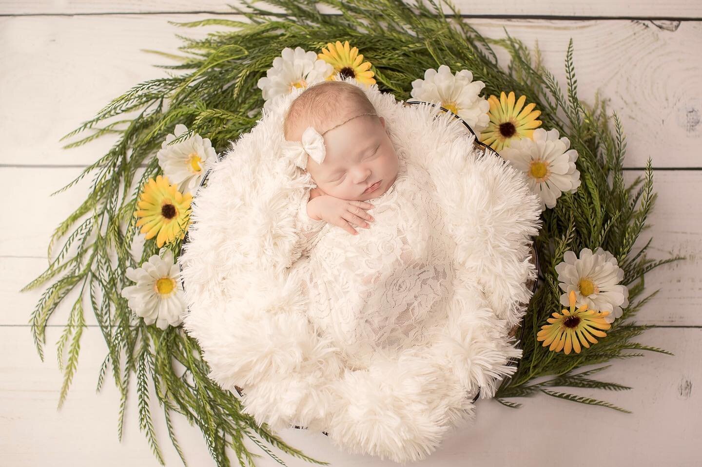 #throwbackthursday to a favorite summer newborn photo from two years ago. How adorable is little Tatum?? 🌻

#joyfulstoryphotography #babiesofinstagram #newbornphotographer #highlandsranch #highlandsranchcolorado #highlandsranchphotographer #newborn 