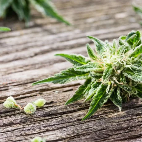 marijuana-seed-exchanges-dc.jpg