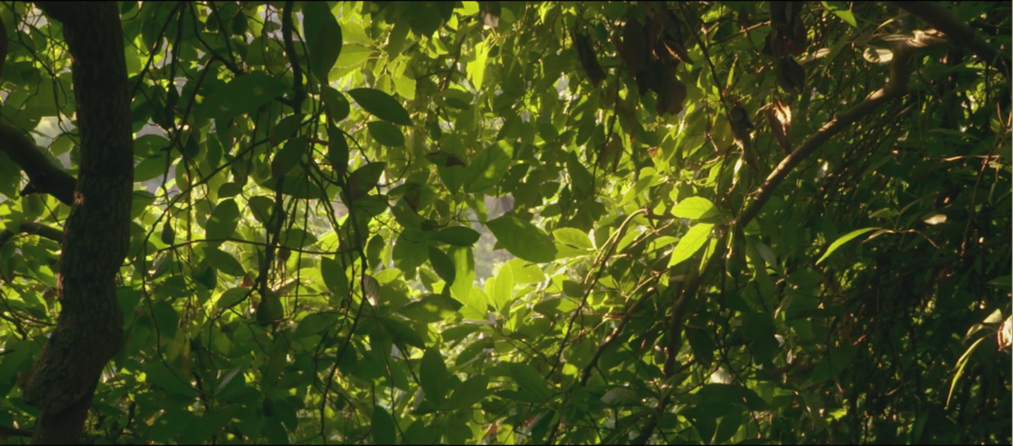 Still from Passionfruit, official selection for High School Documentary.