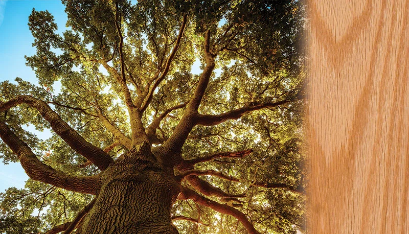 wood-species-oak-gradient.jpg