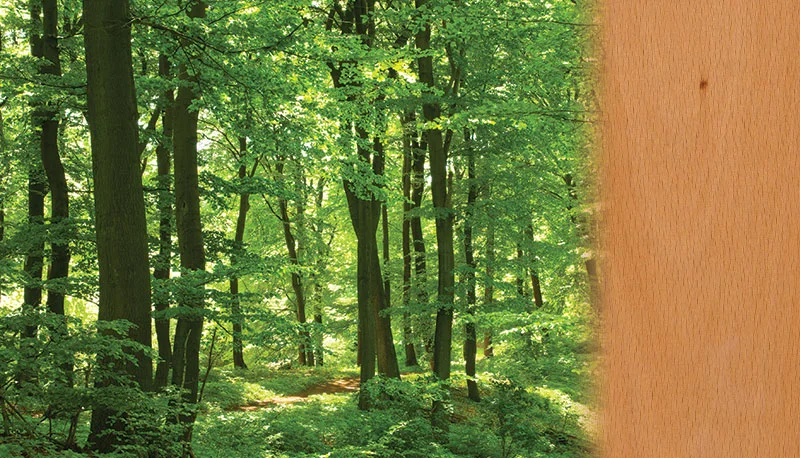 wood-species-beech-gradient.jpg