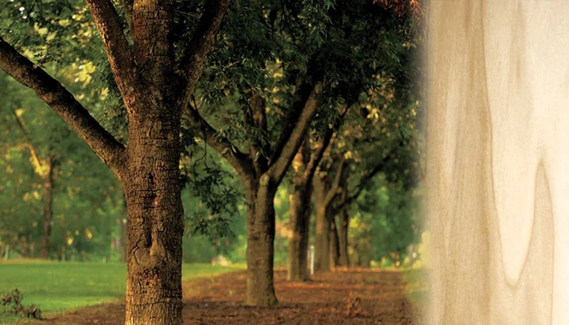 Hickory grove photo courtesy of University of Georgia