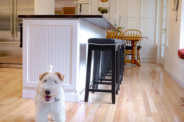 We had the cutest little #photobomber on our kitchen shoot last weekend!
.
.
#interiordesign #kitchencabinets #homeremodel #founderschoice #builtintacoma