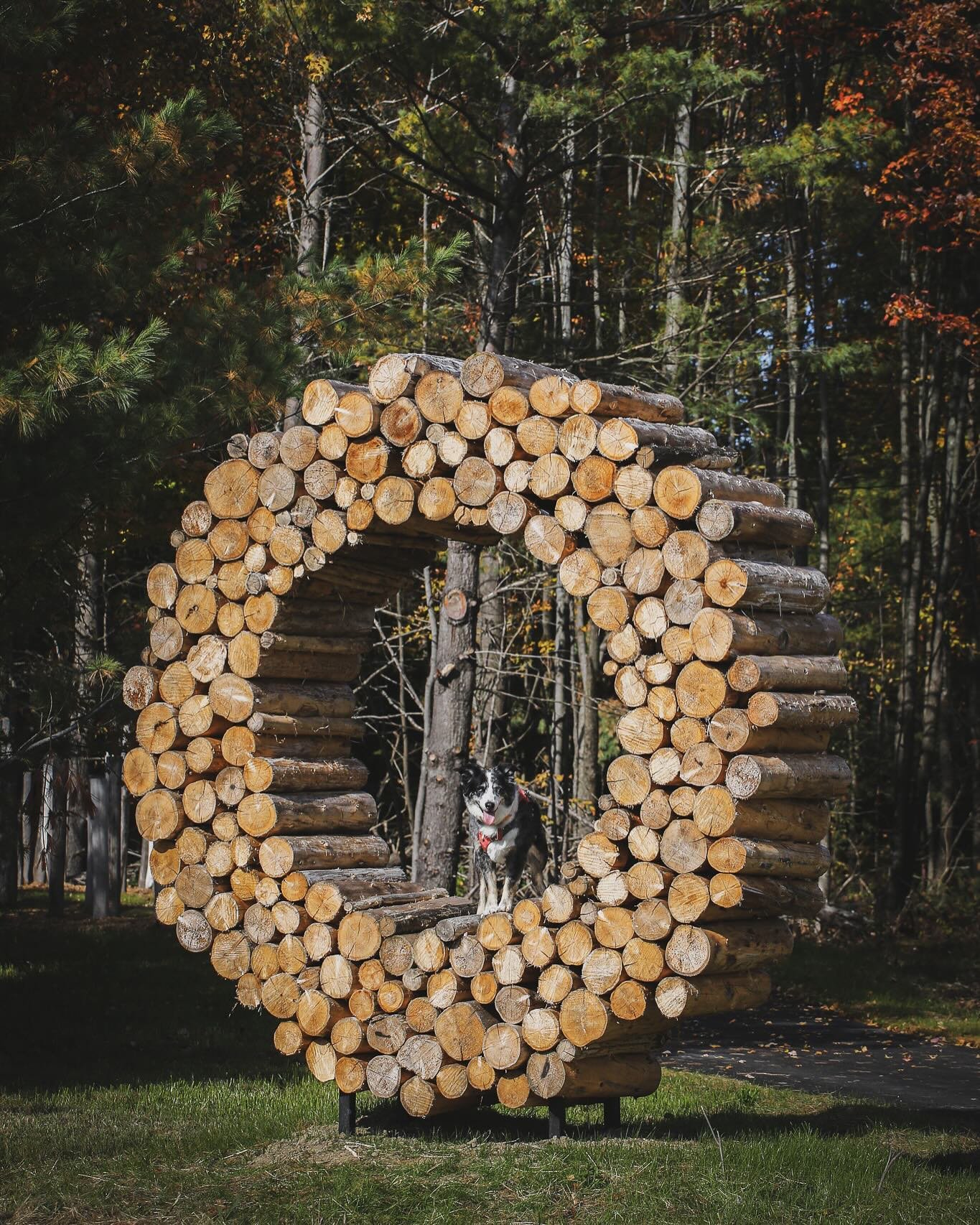 Harper in woodstack. Finally got a sunny morning last week to photograph this piece. The grass has grown in a bit, the cedar has started to fade and it has started to become part of the landscape. It stands at around 11&rsquo; and is made from over 2